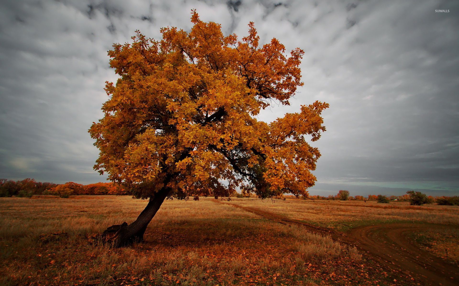 Tree in Autumn wallpaper - Nature wallpapers - #15368 | Painting ...