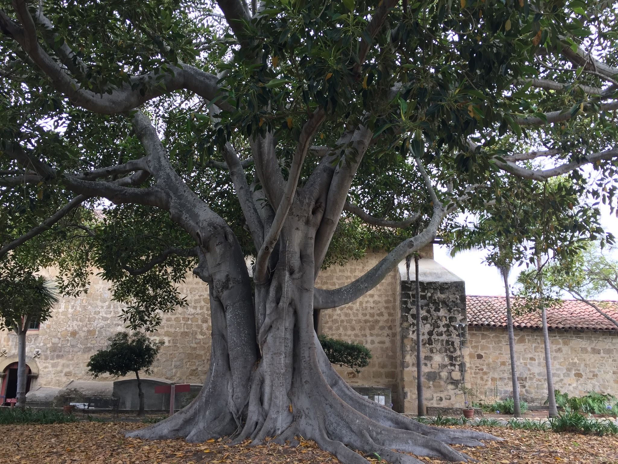 Old tree in cemetary courtyard | WomanScape