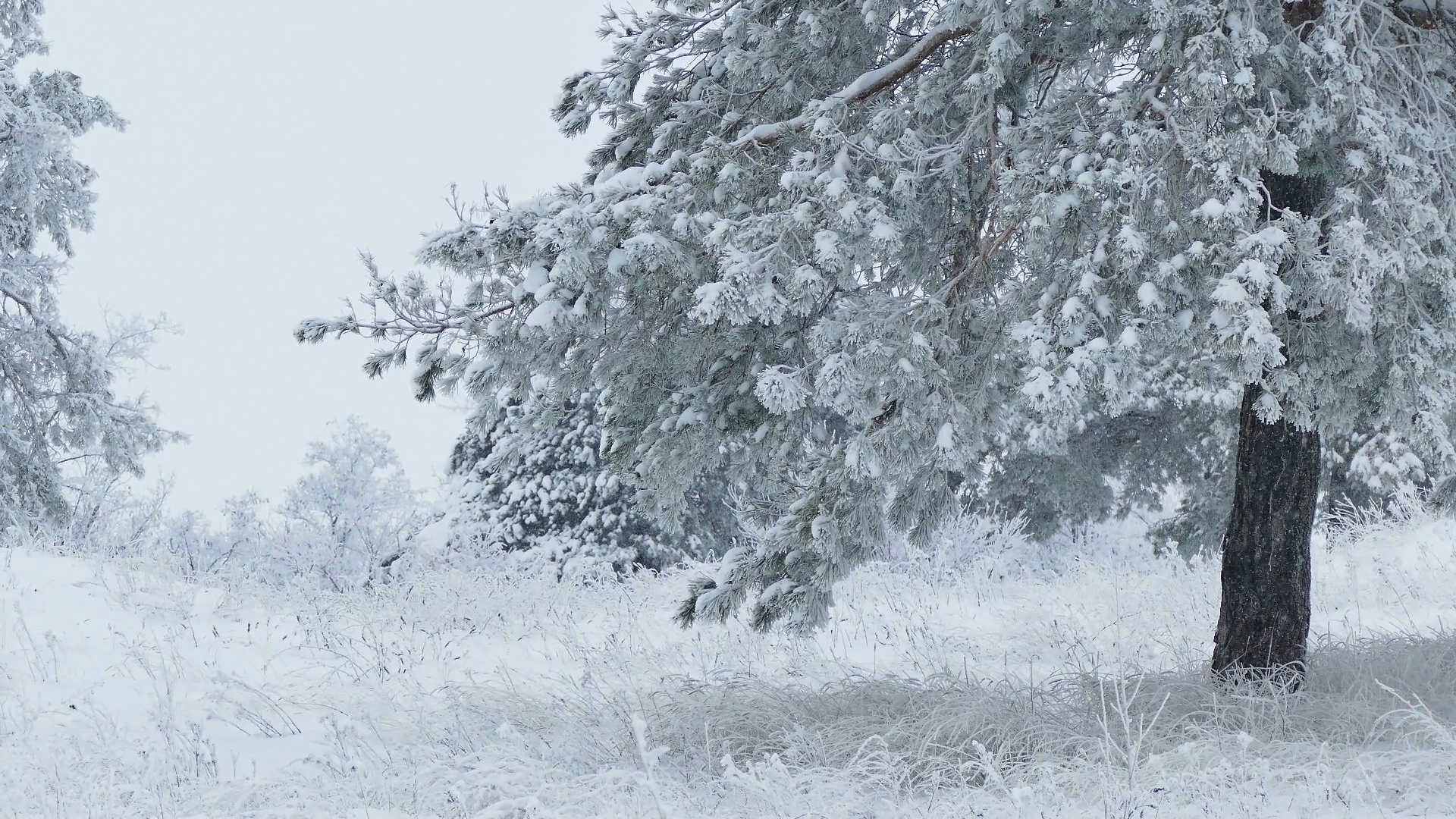 Tree in snow photo
