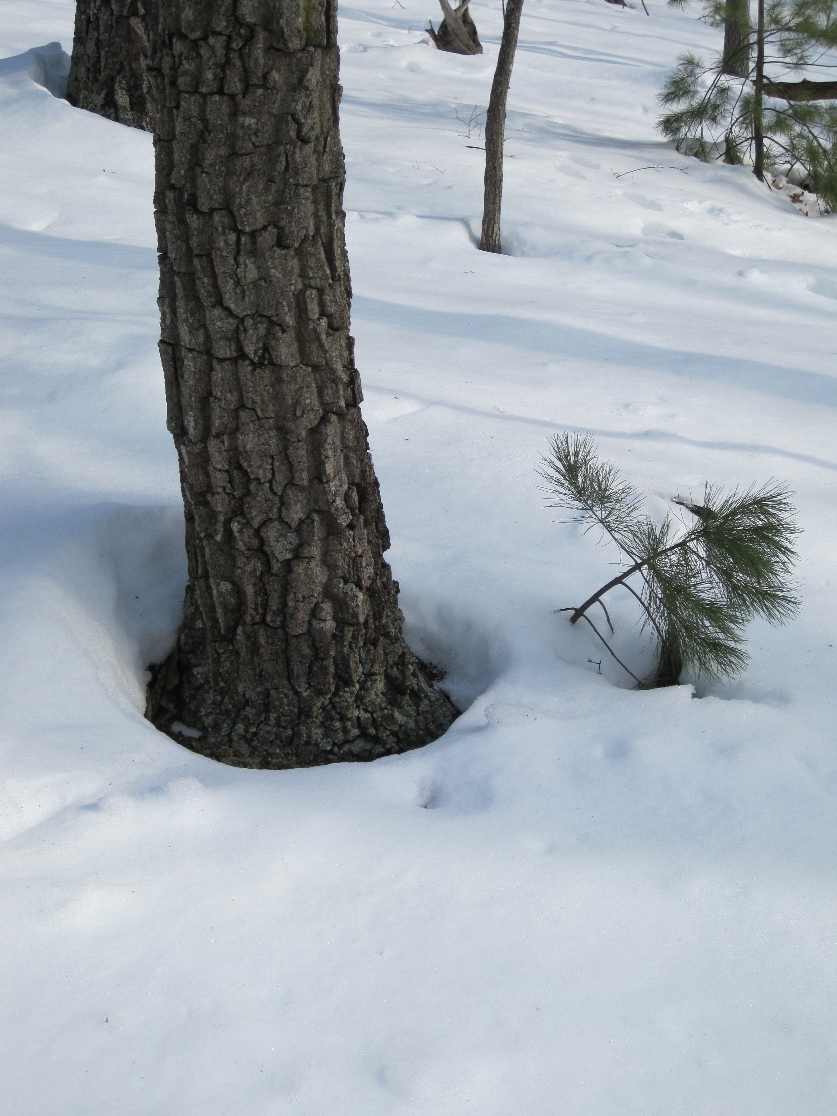 Trees and snow - winter melt physics | Ask MetaFilter