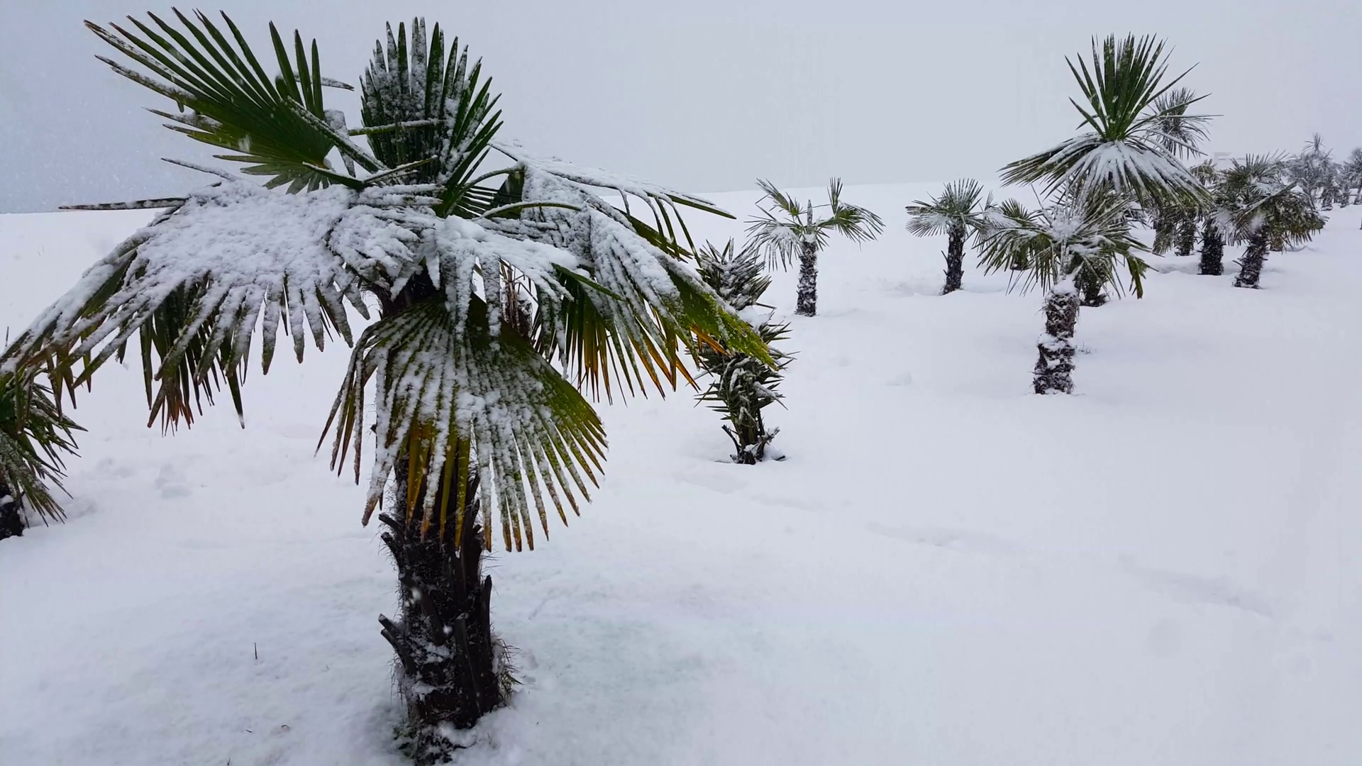 Palm trees covered with snow in Batumi, Georgia. Stock Video Footage ...