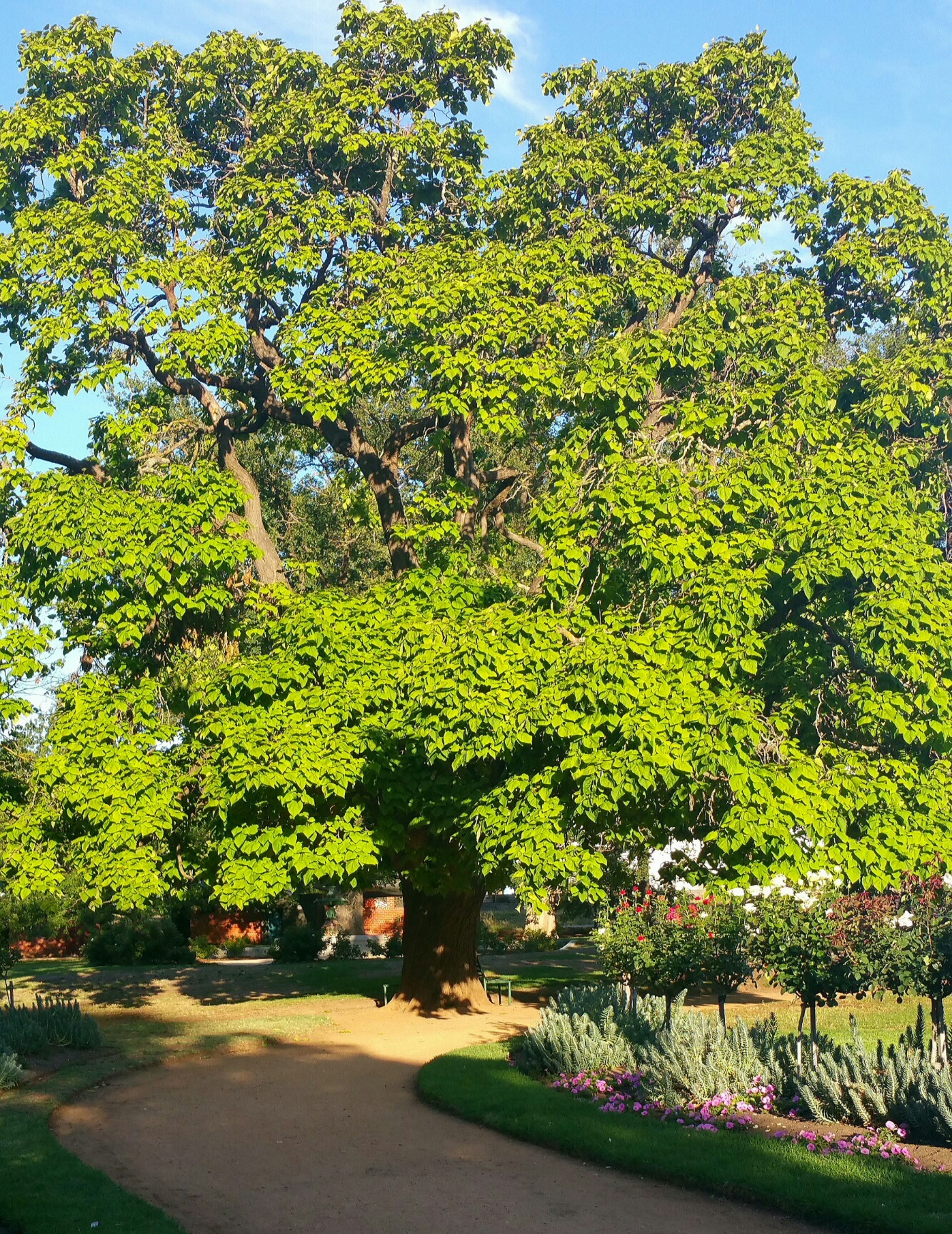 Tree in the park photo