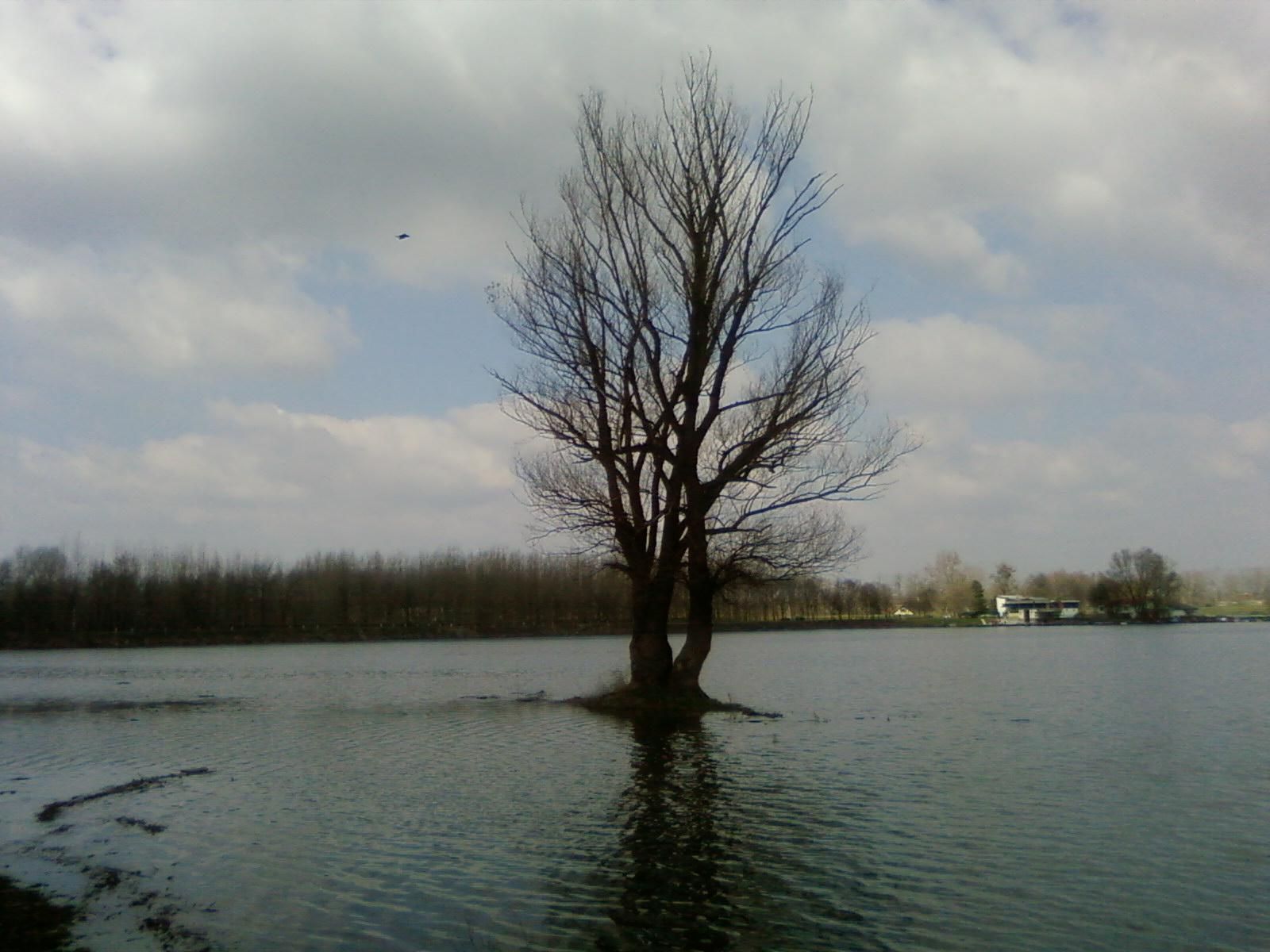 File:Alone tree in water.jpg - Wikimedia Commons