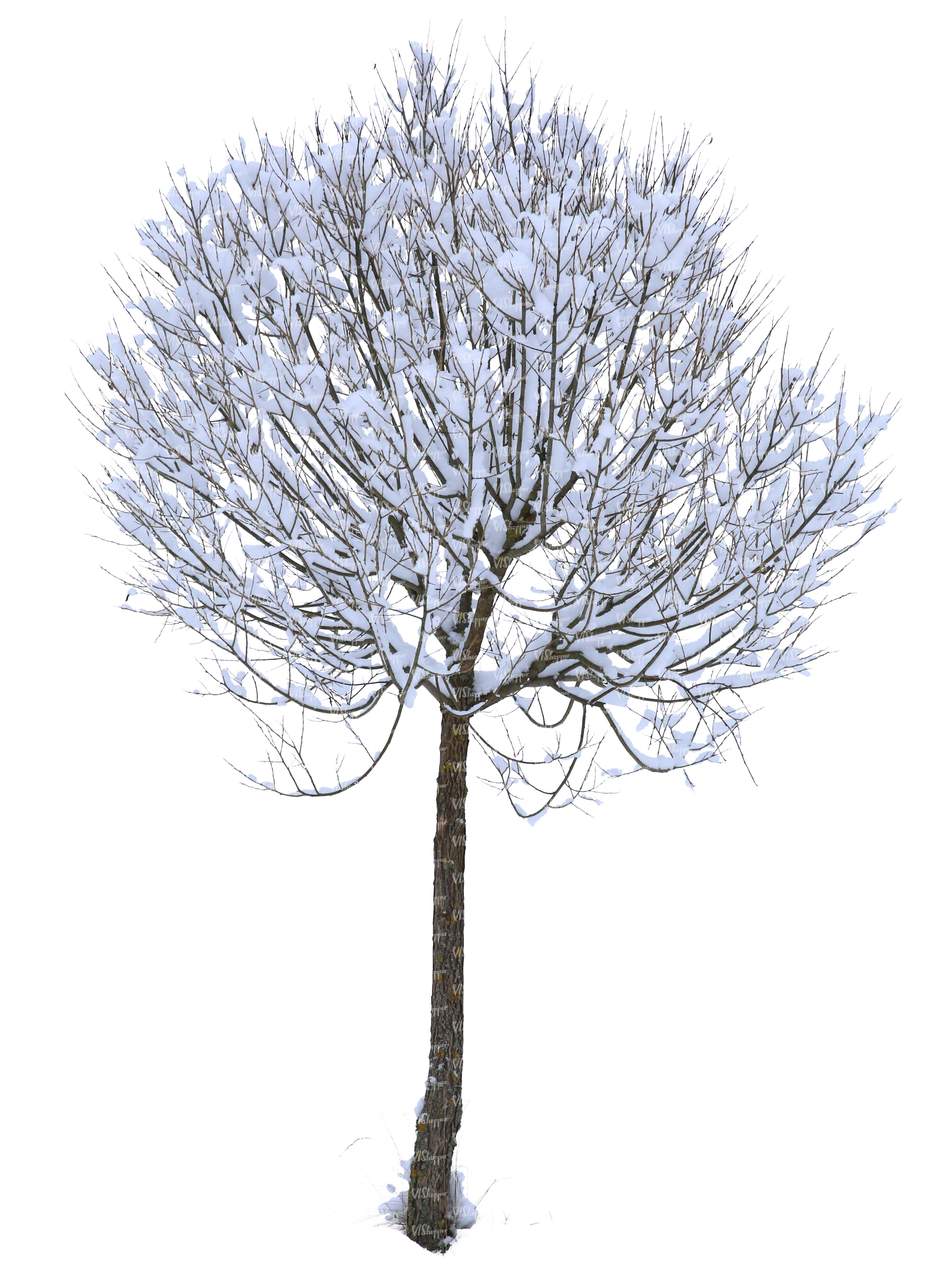 winter tree in ambient light - cut out trees and plants - VIShopper
