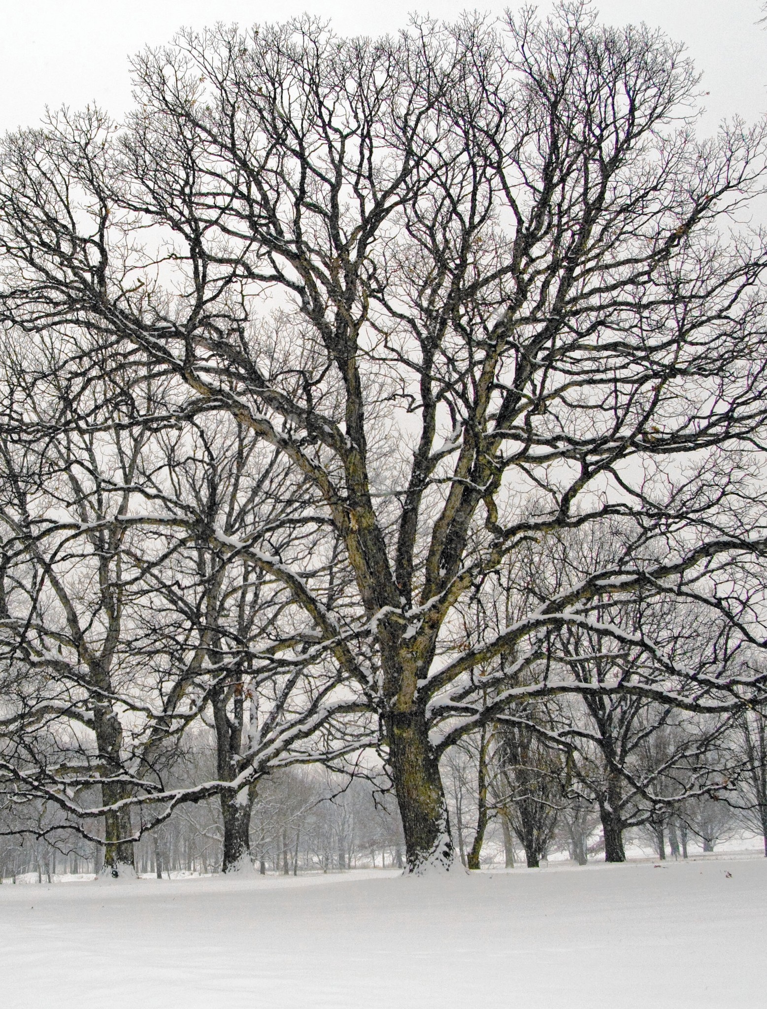 How trees, plants protect themselves from winter's freezing ...