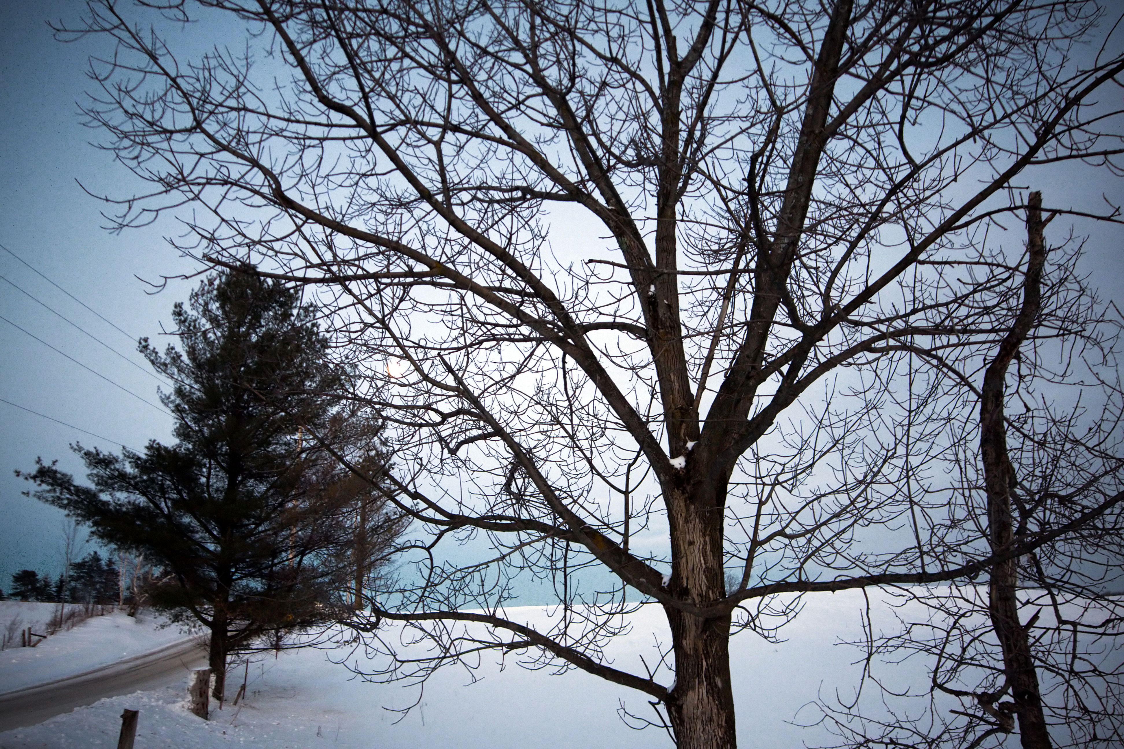 File:Tree in winter on the Oak Ridges Moraine.jpg - Wikimedia Commons