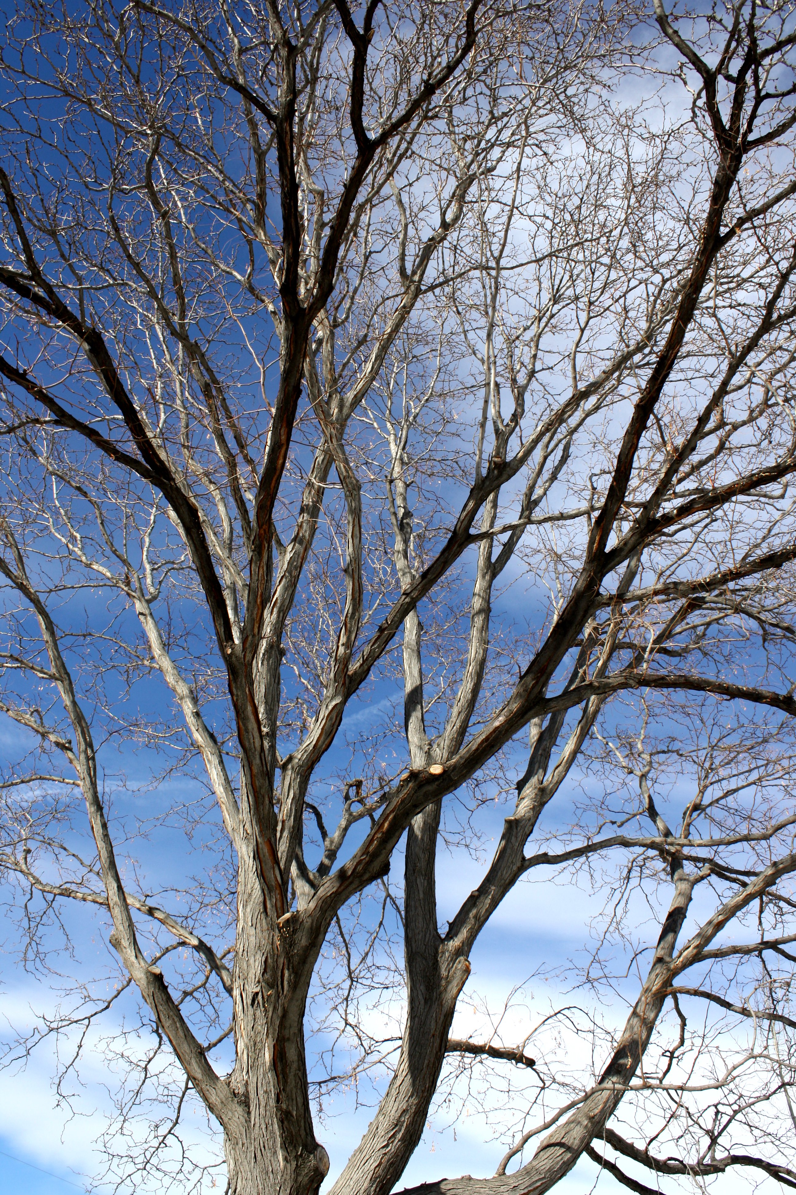 Locust Tree in Winter Picture | Free Photograph | Photos Public Domain