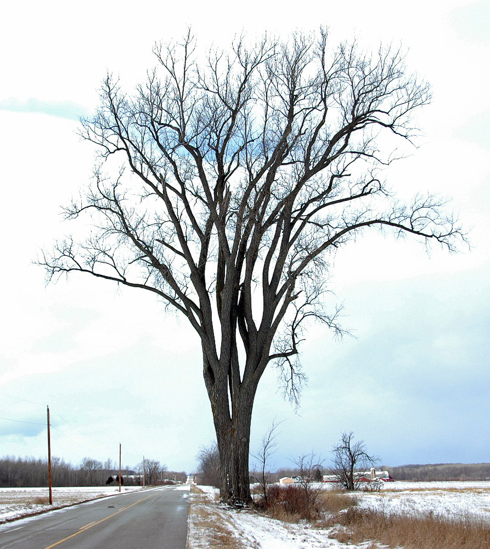 Roy Lukes: Winter Tree Silhouettes - Door County Pulse
