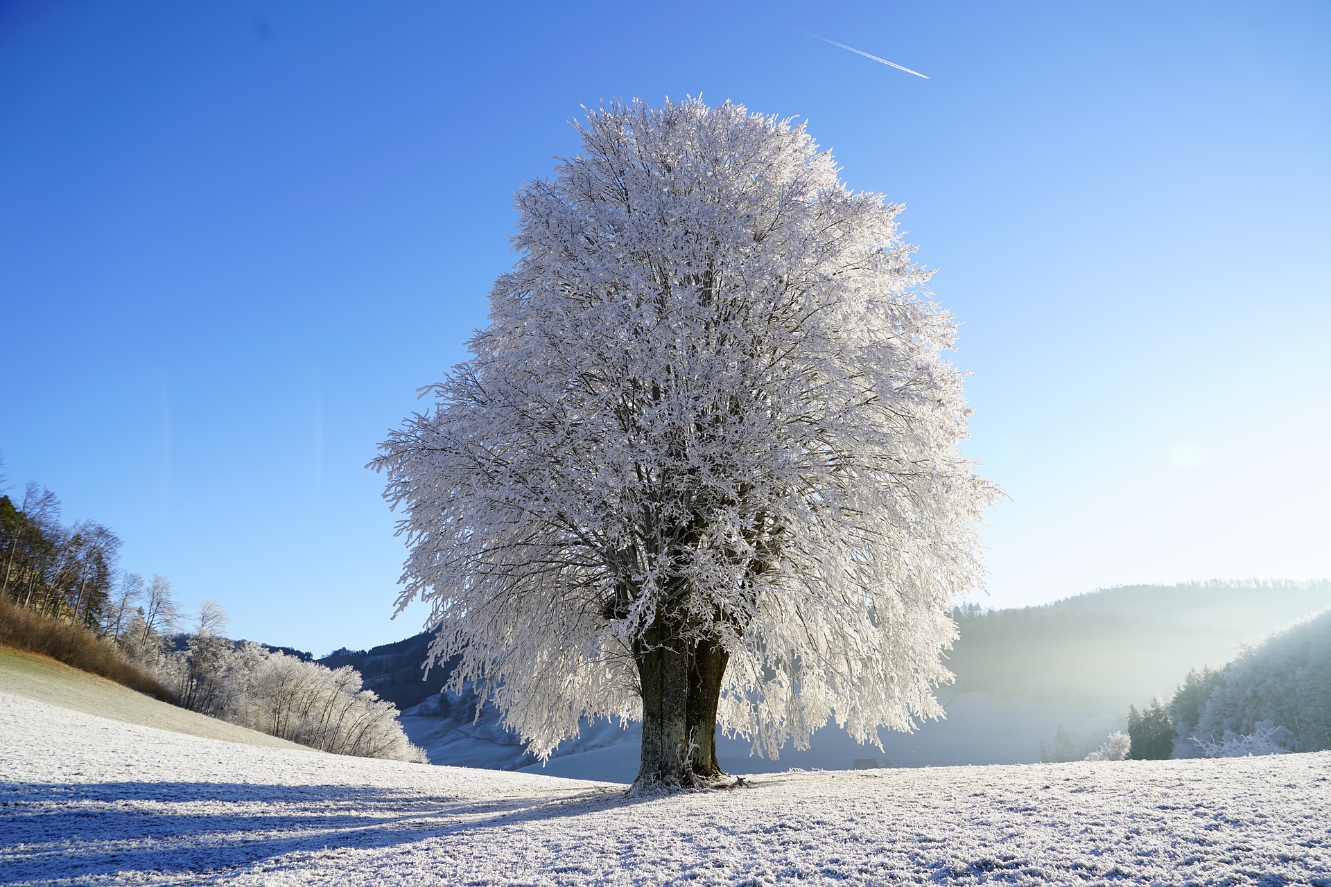 How to Prepare Your Trees for a Cold New England Winter | Elliott Tree