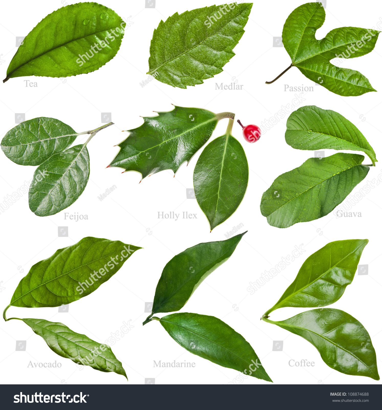 Collection Set Green Fresh Leaves Fruit Stock Photo & Image (Royalty ...
