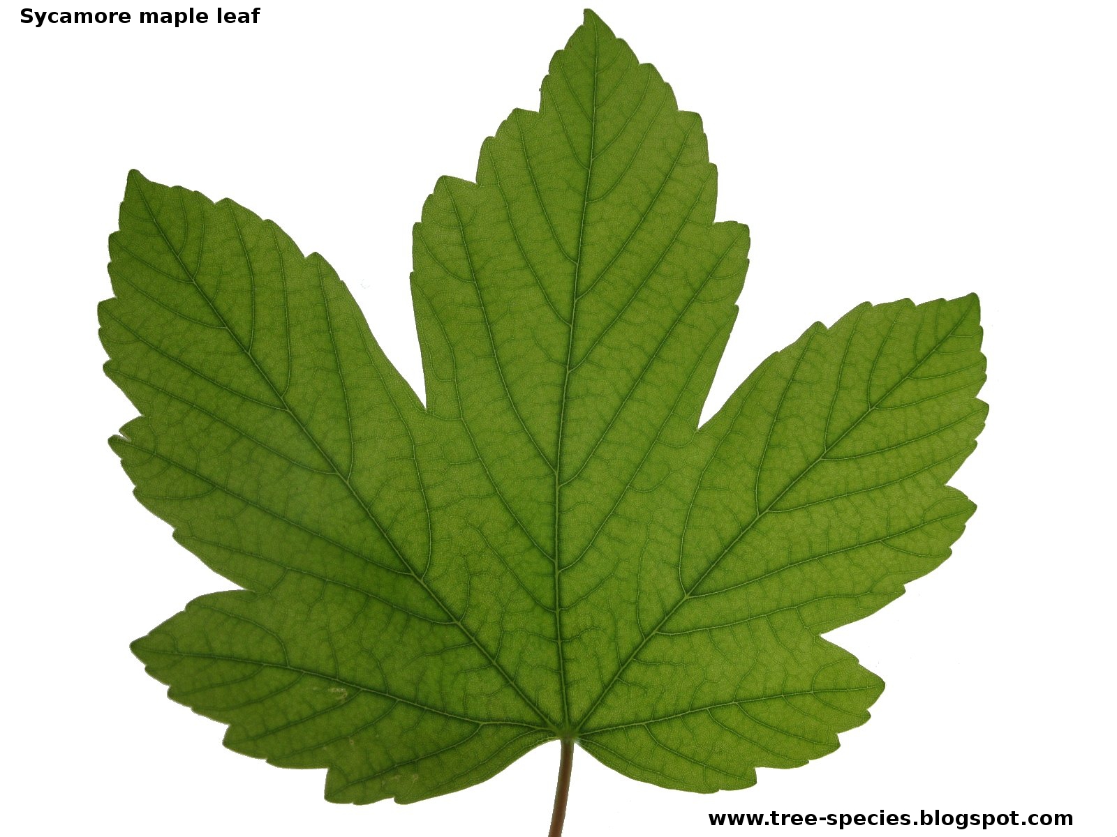 The World´s Tree Species: Sycamore maple leaf