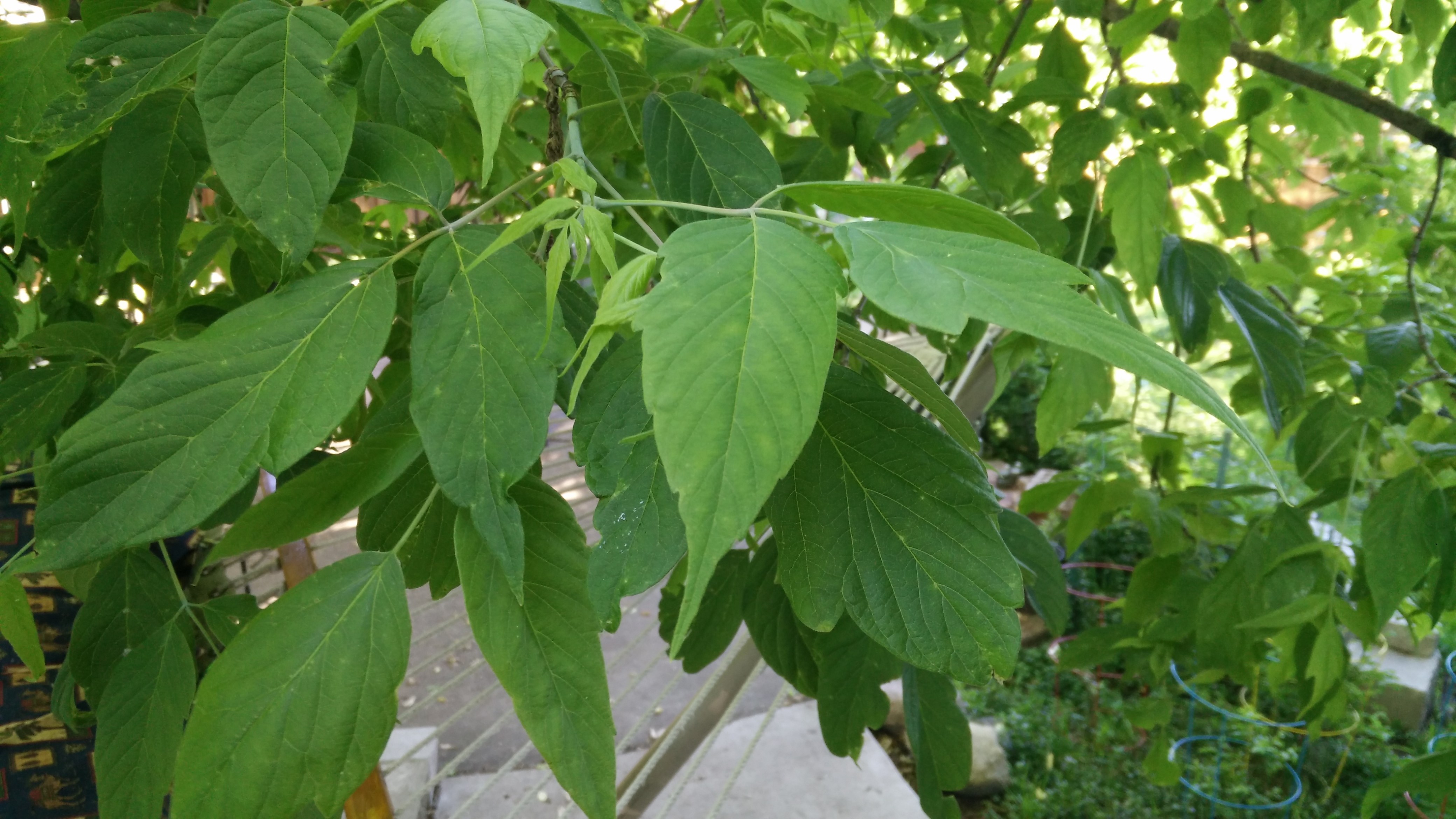 Trying to identify a tree - leaves grow opposite each other and ...