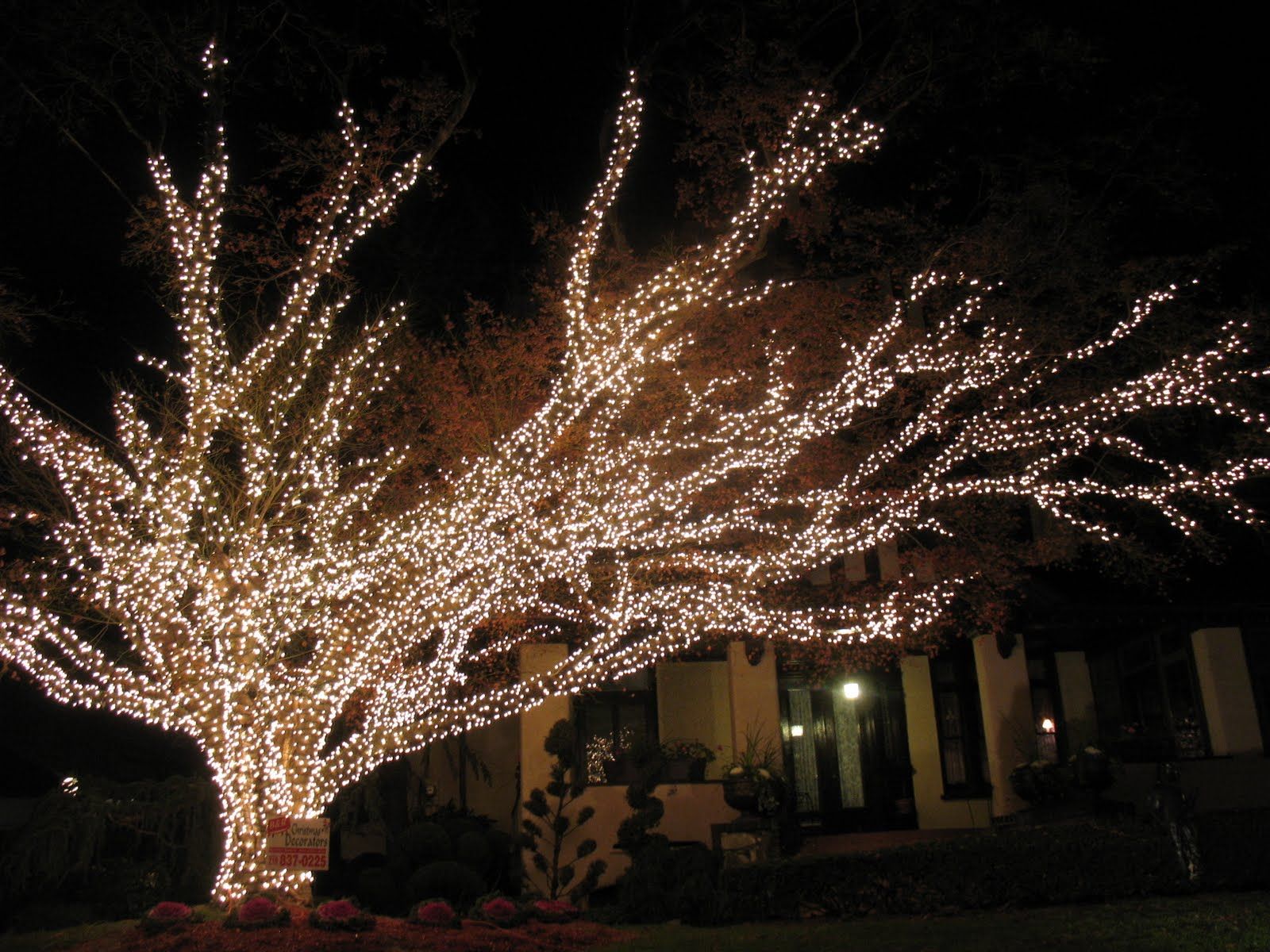 street tree lights | Tree Lights | Pinterest