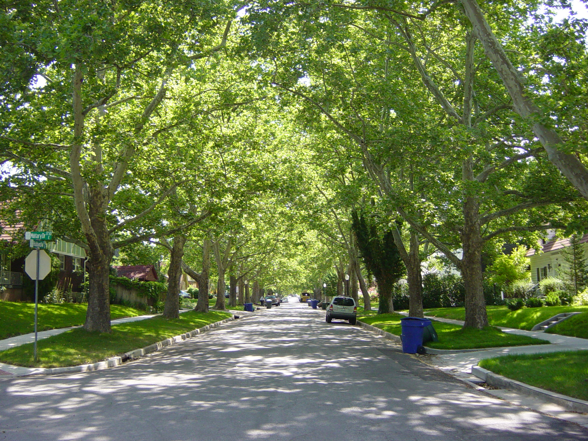 How the Trees on Your Street Are Actually Giving You Psychological ...