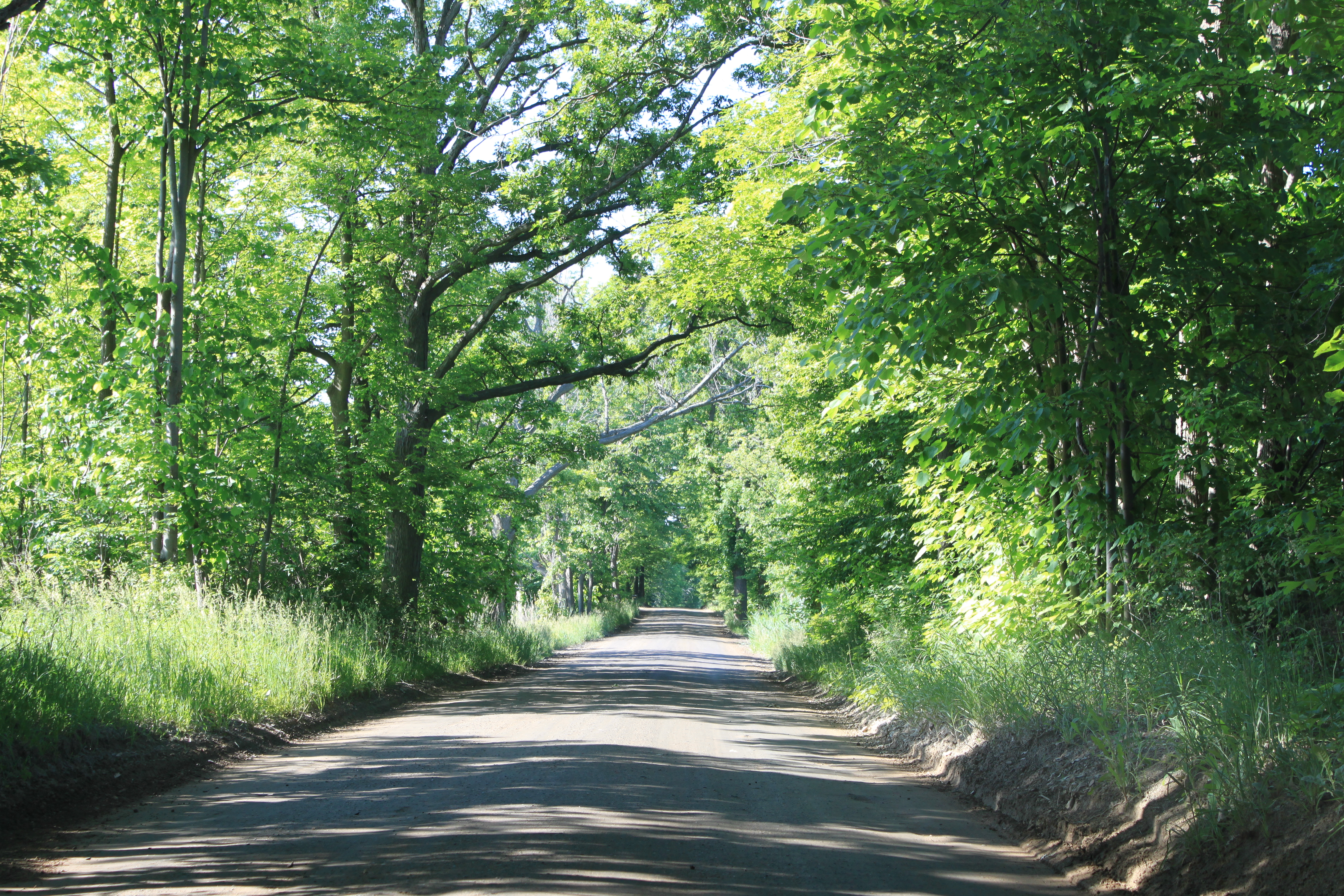 File:Tree-Lined Chubb Road Lyon Township Michigan.JPG - Wikimedia ...