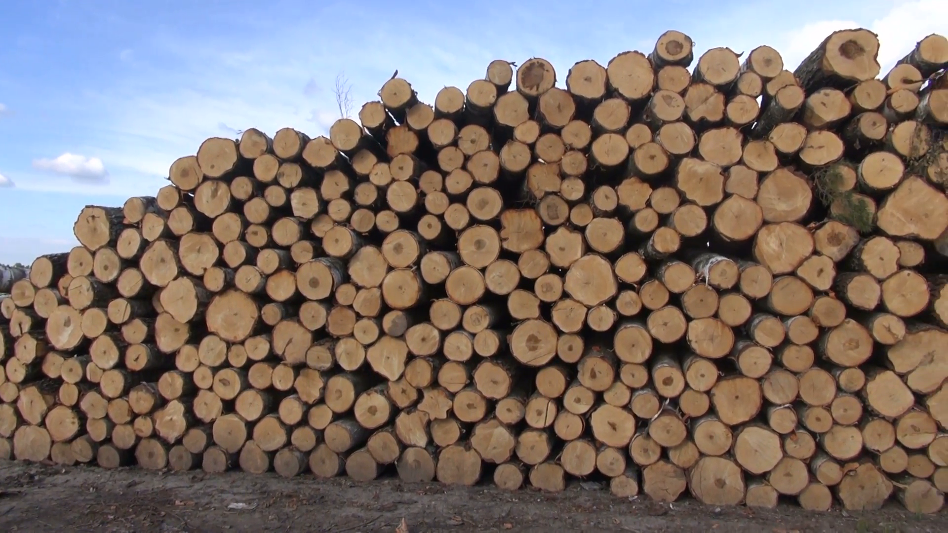 Freshly cut tree logs stack on field near forest Stock Video Footage ...