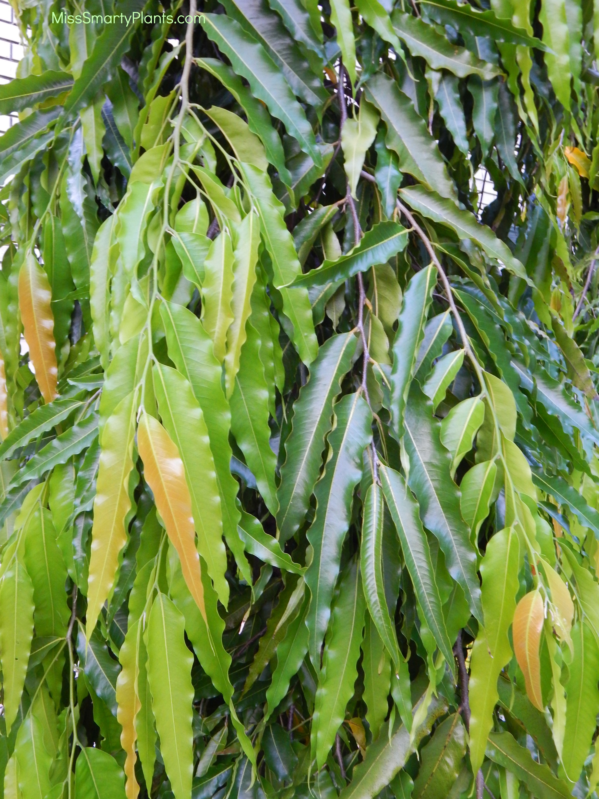 Polyalthia longifolia 'Pendula' or Mast Tree - Miss Smarty Plants