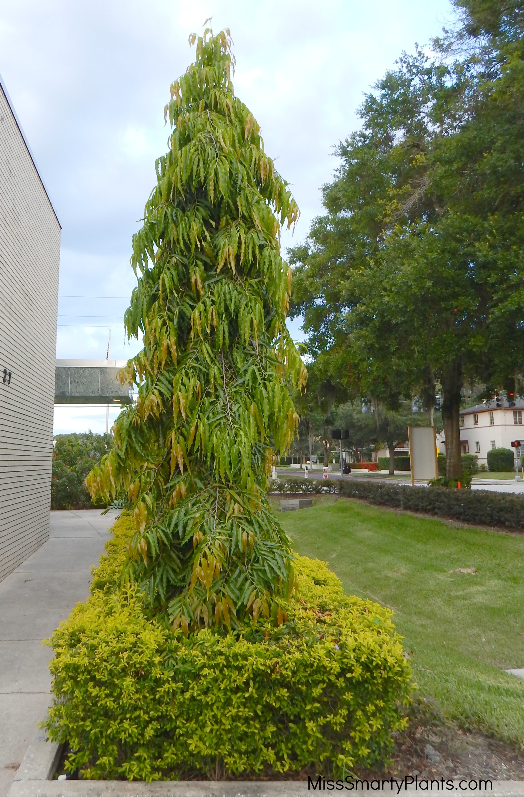 Polyalthia longifolia 'Pendula' or Mast Tree - Miss Smarty Plants