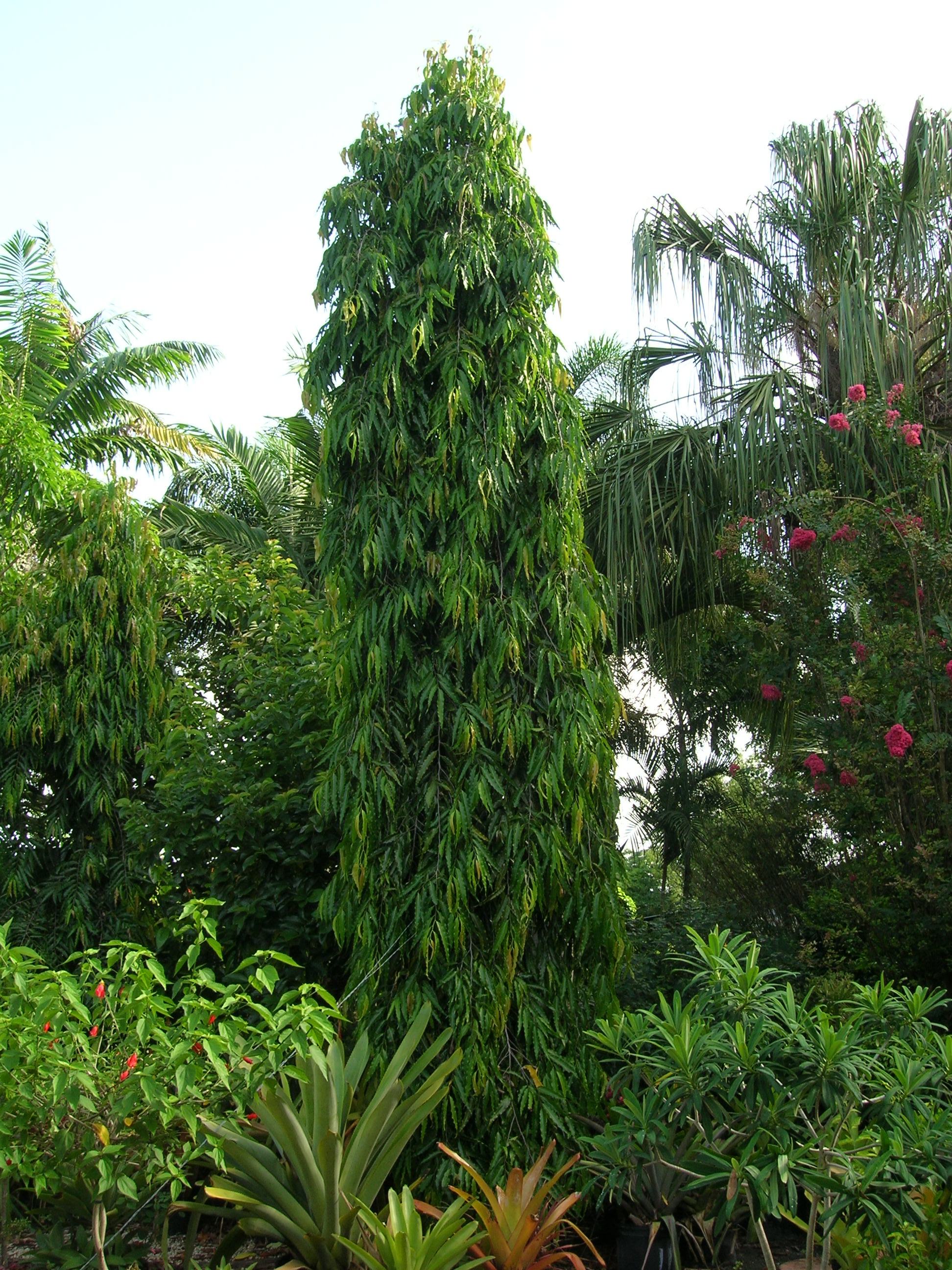 Polyalthia longifolia (Mast Tree) - Richard Lyons Nursery, Inc.