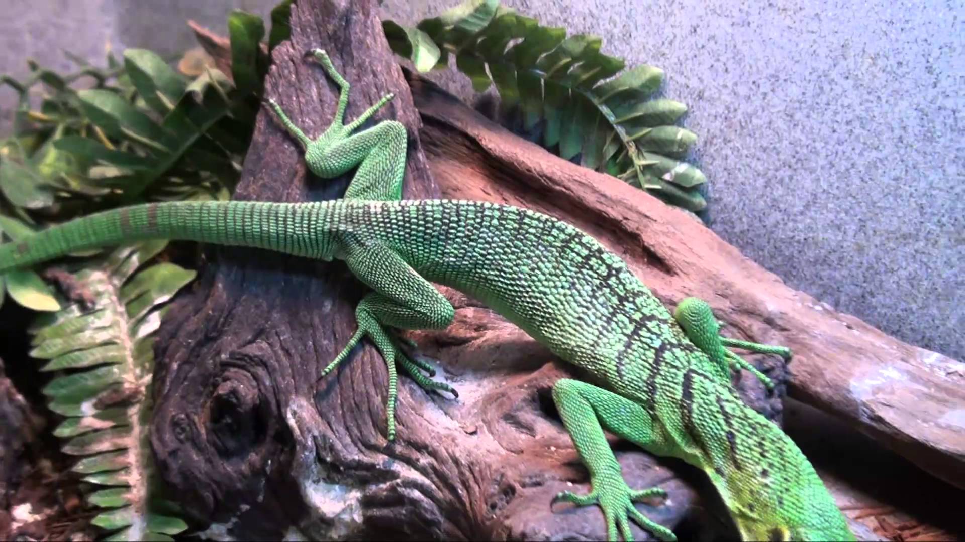 Green Tree Monitors For Sale. Buy at Big Apple Pet with Same Day ...
