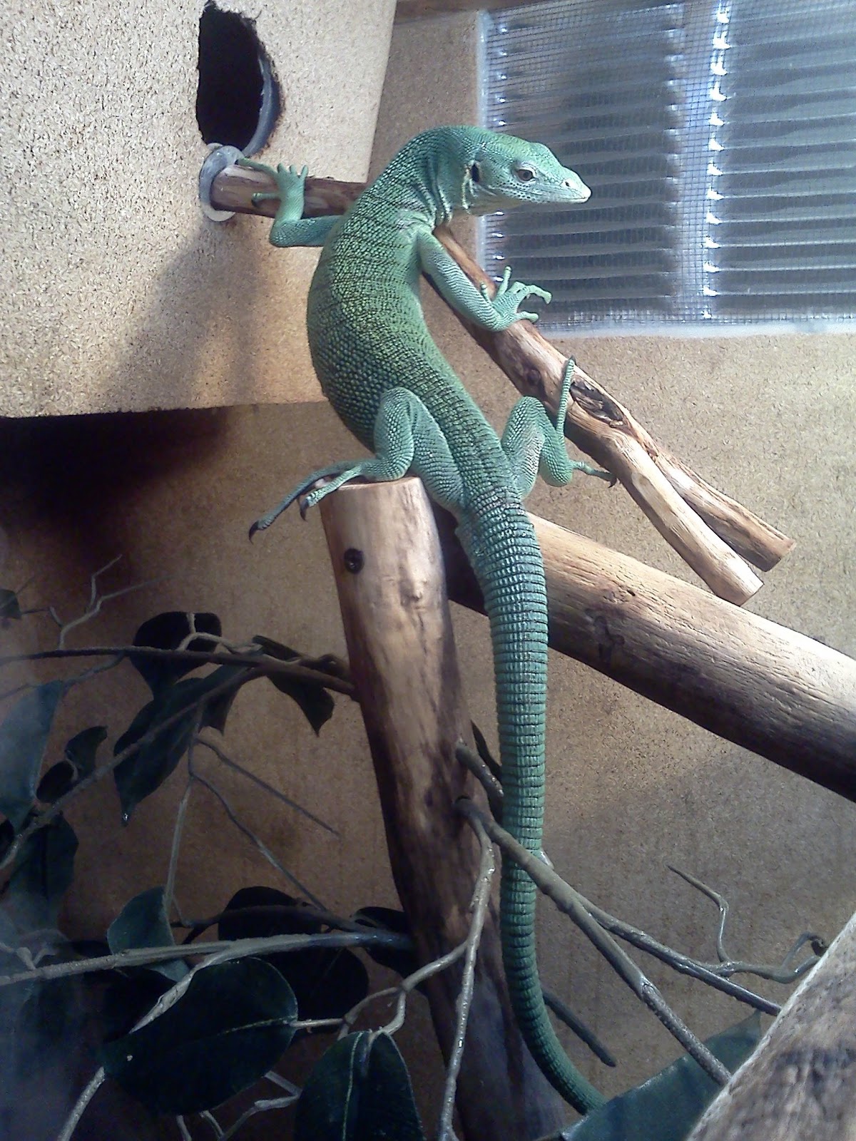 The Reptile Whisperer: Care for the beautiful green tree monitor.