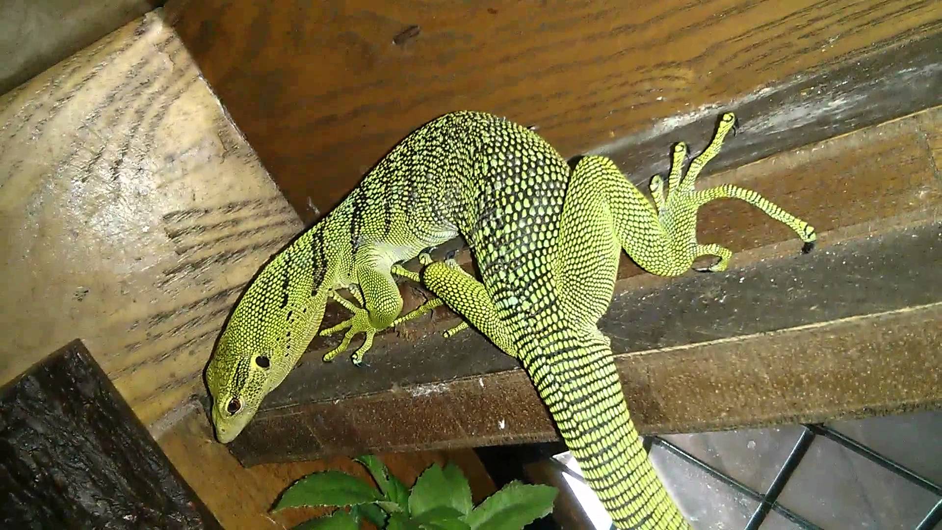 Green tree monitor in cage - YouTube