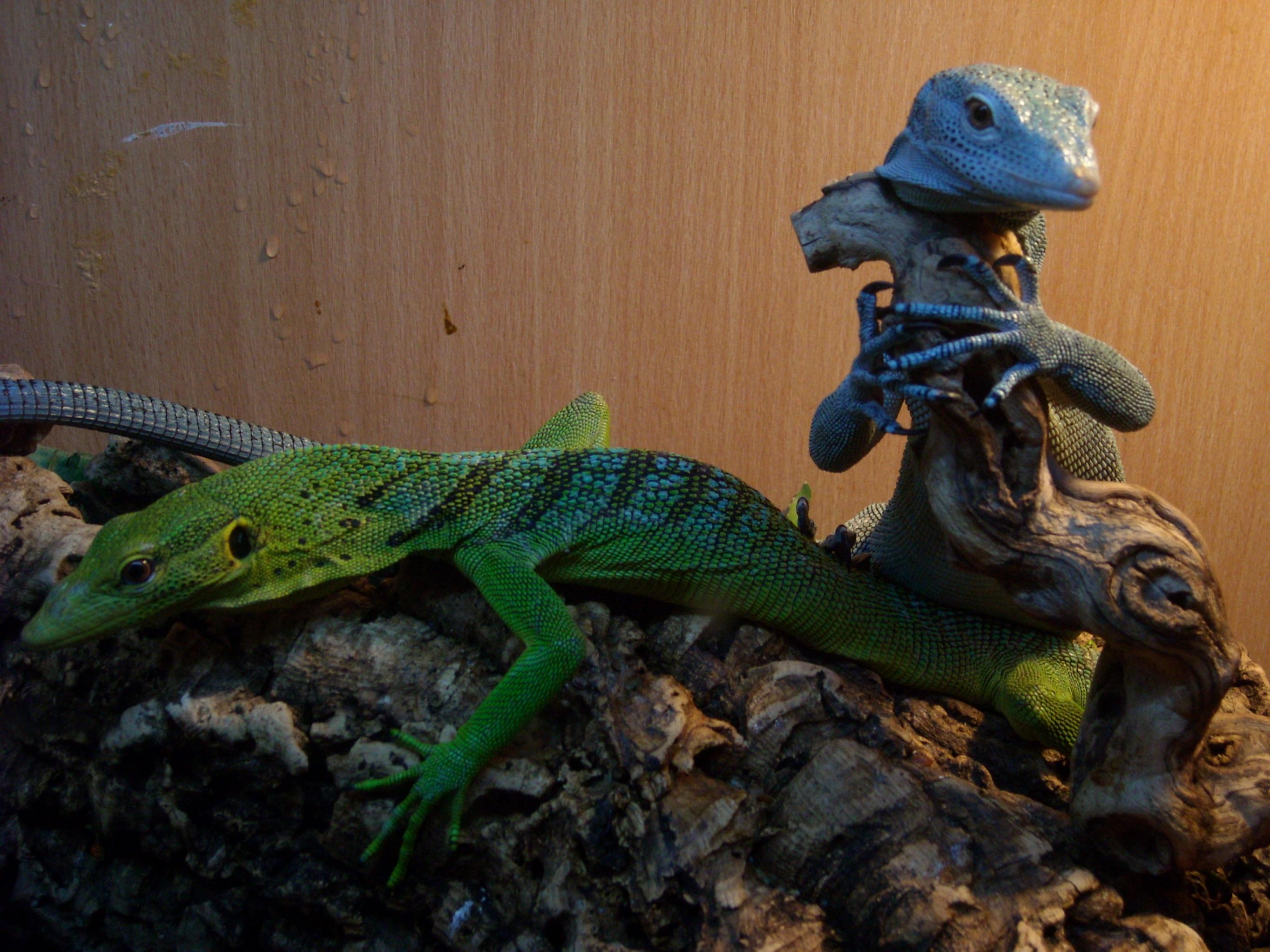 SE England Emerald Tree Monitors for Sale Portsmouth - Reptile Forums