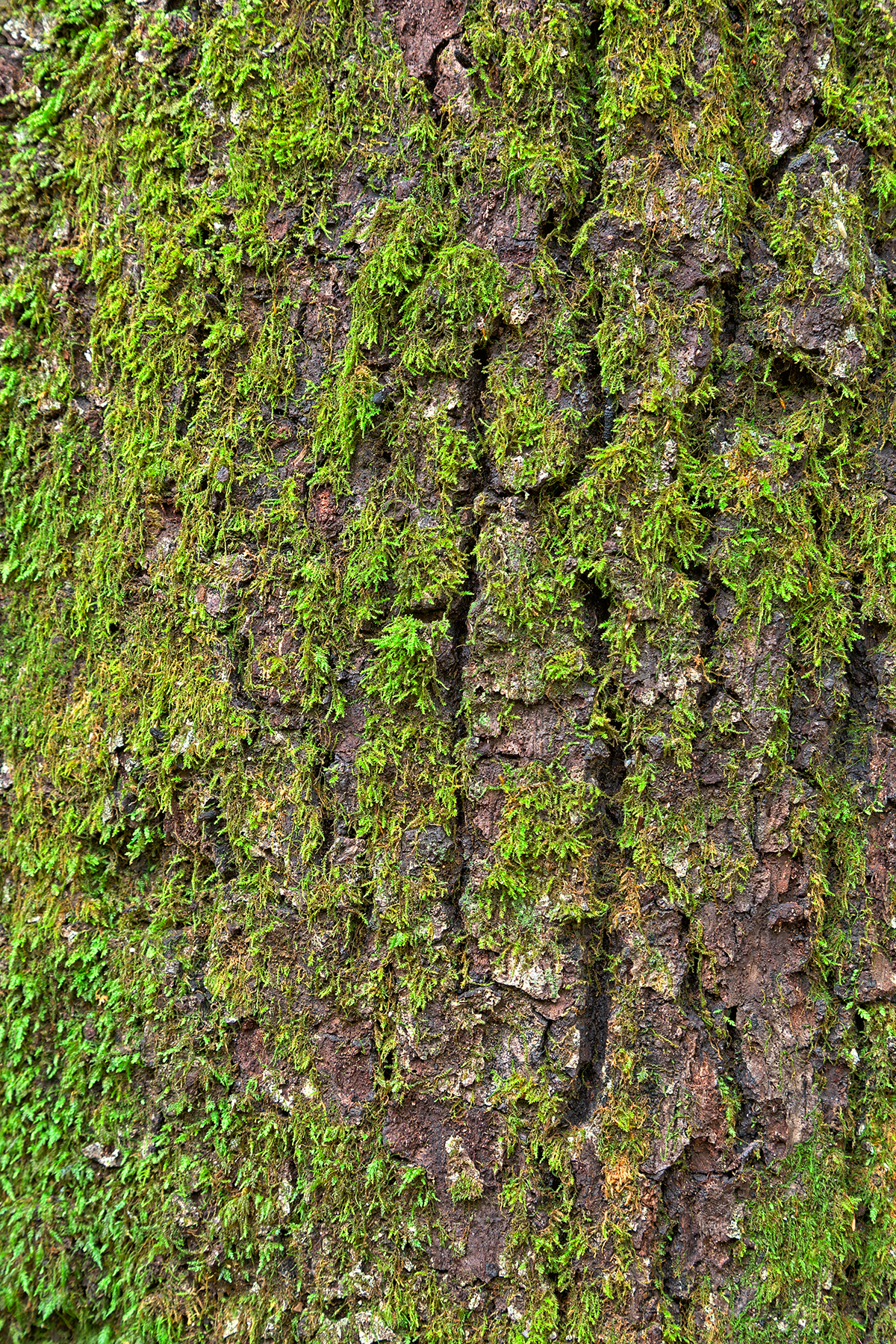 Tree moss - hdr texture photo