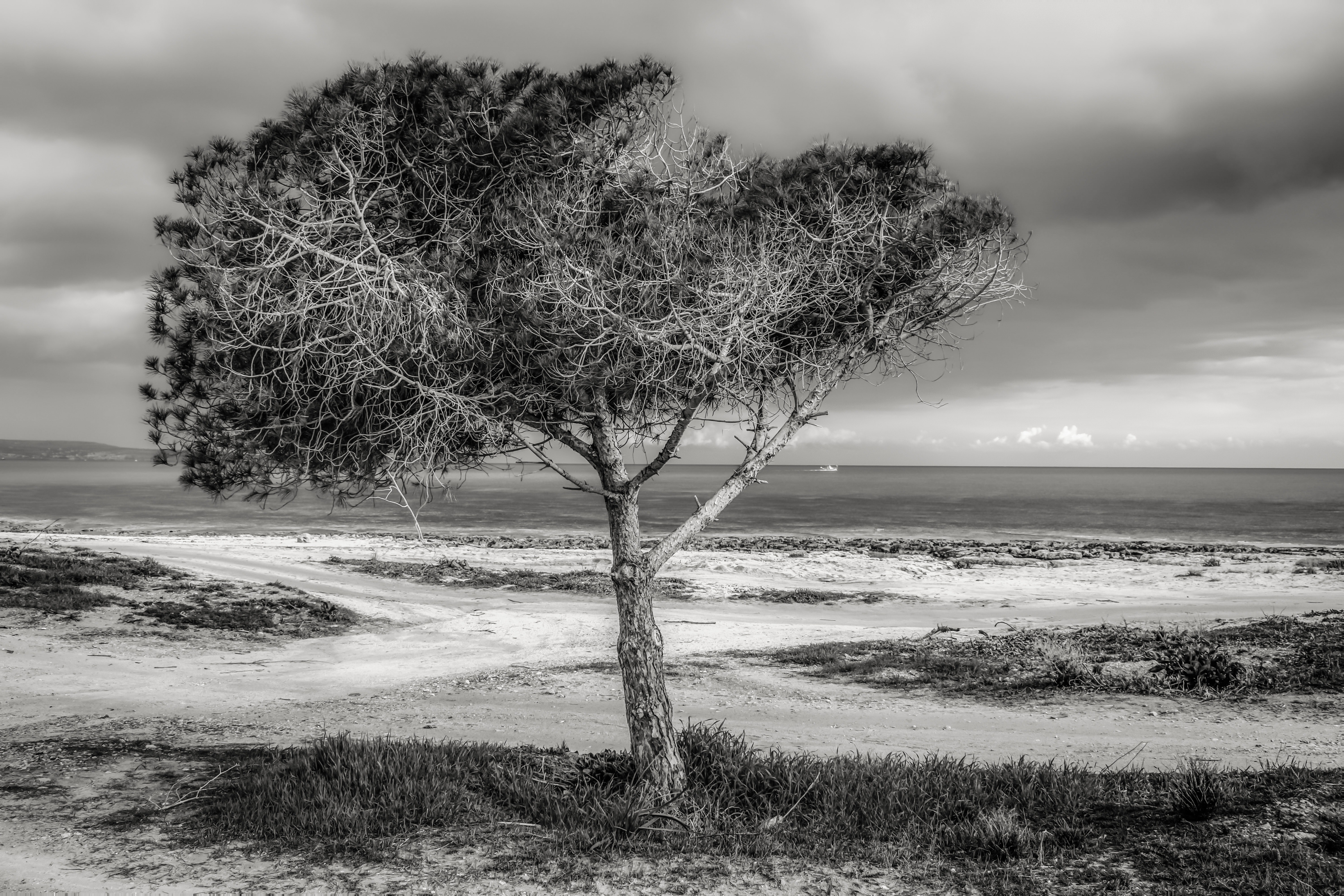 Tree on beach against sky photo
