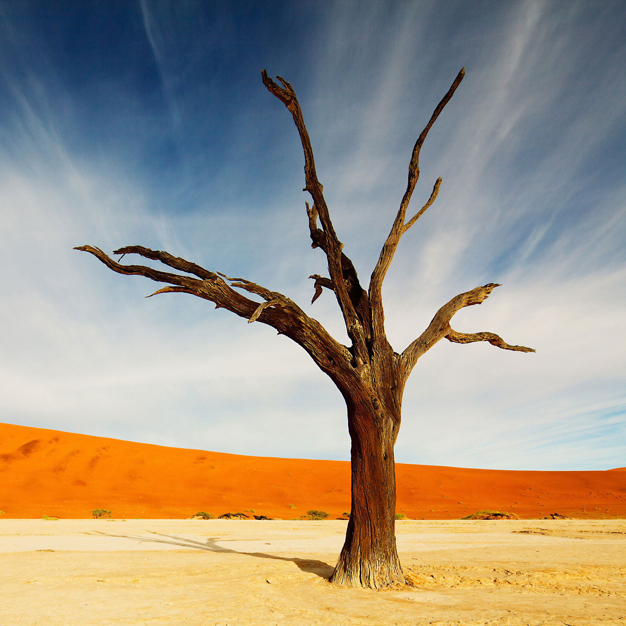 Tree in the Desert - Nature iPad 3 Wallpapers
