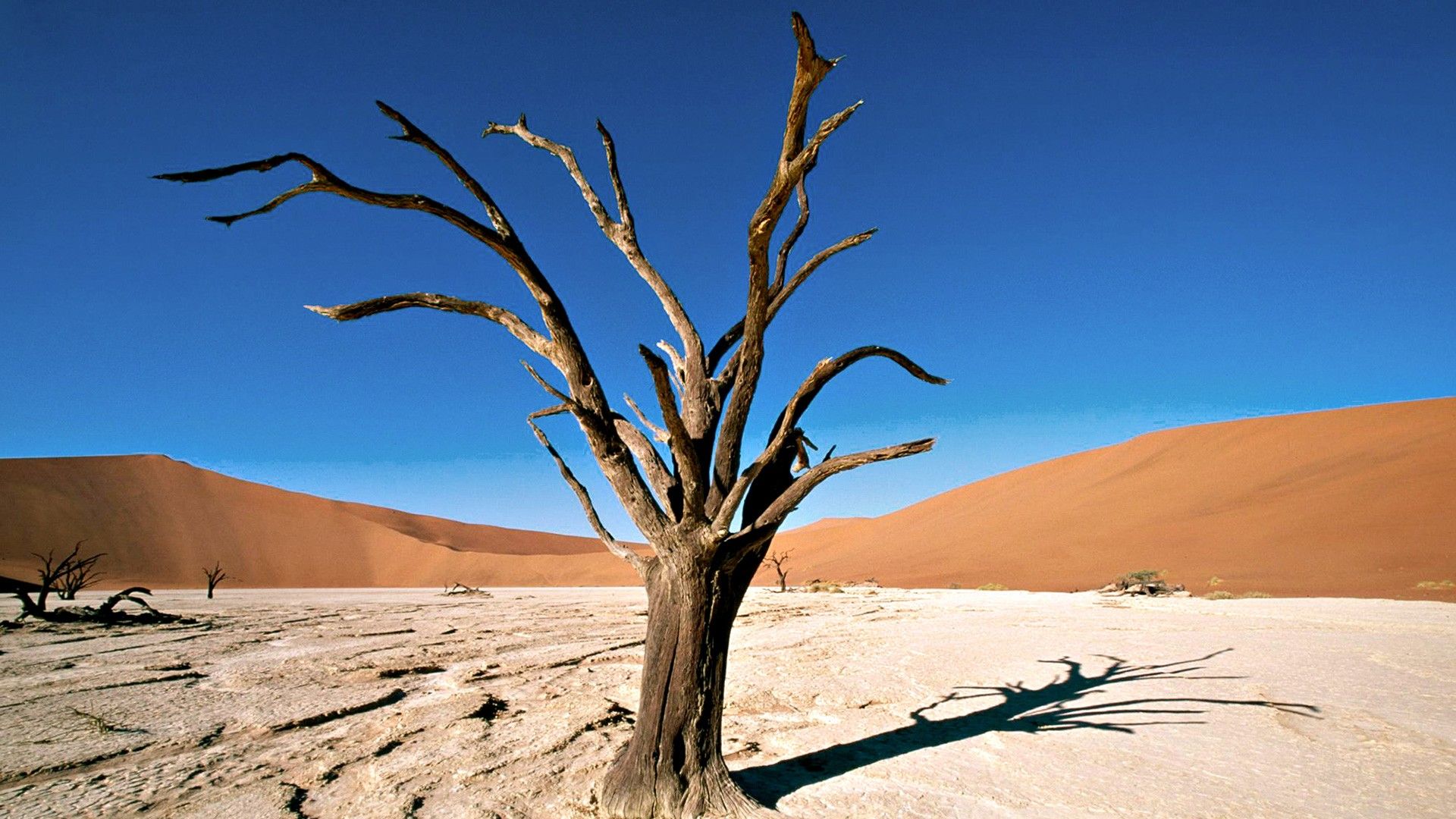 Dried Tree in the Desert widescreen wallpaper | wallpapers ...