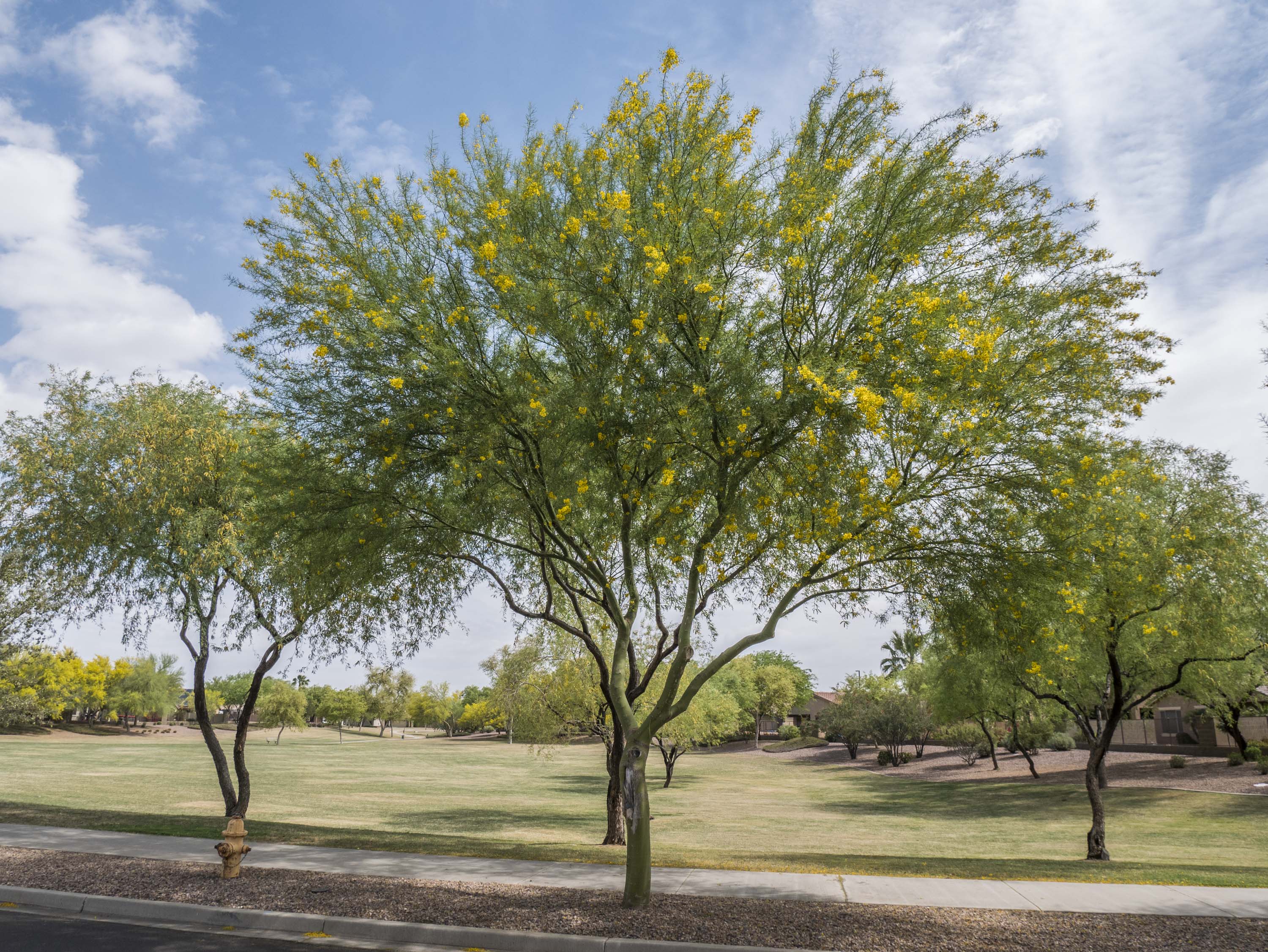 Desert Trees | Arizona Tree Nursery | Desert Trees for Sale Chandler ...