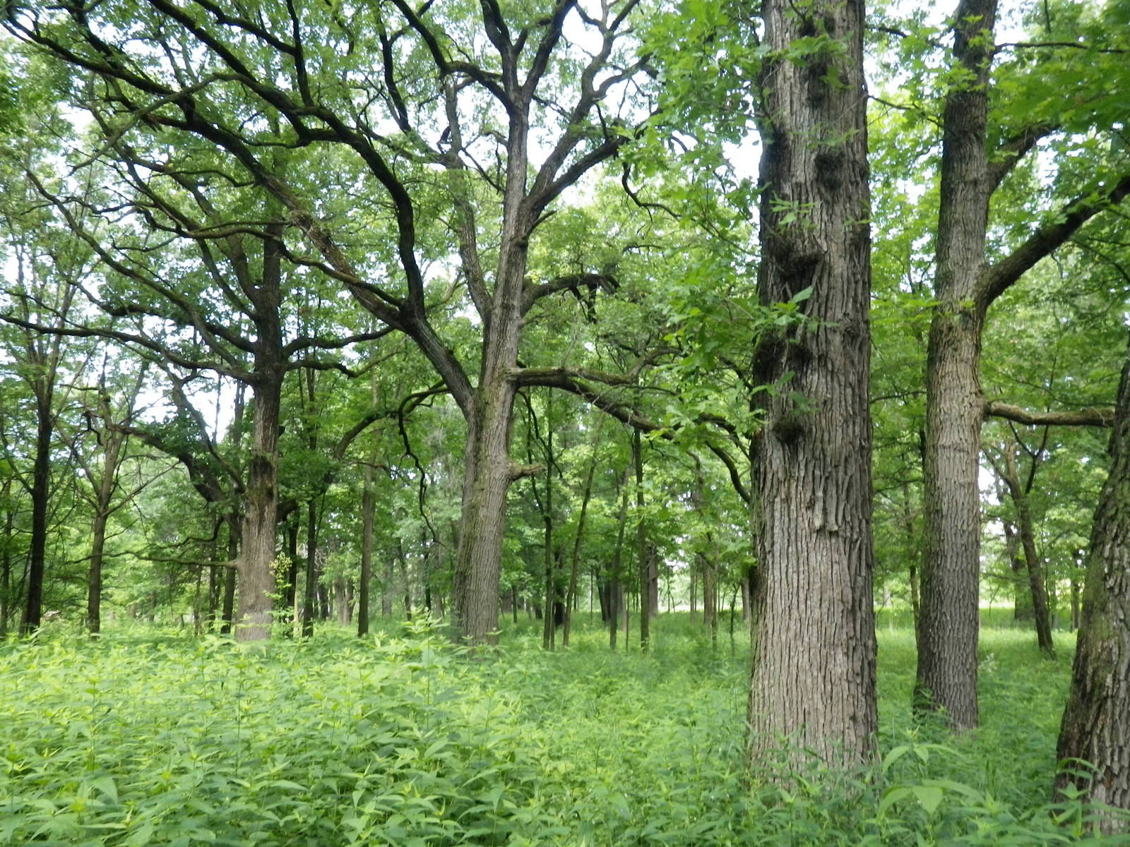 Woodlands - Forest Preserves of Cook County