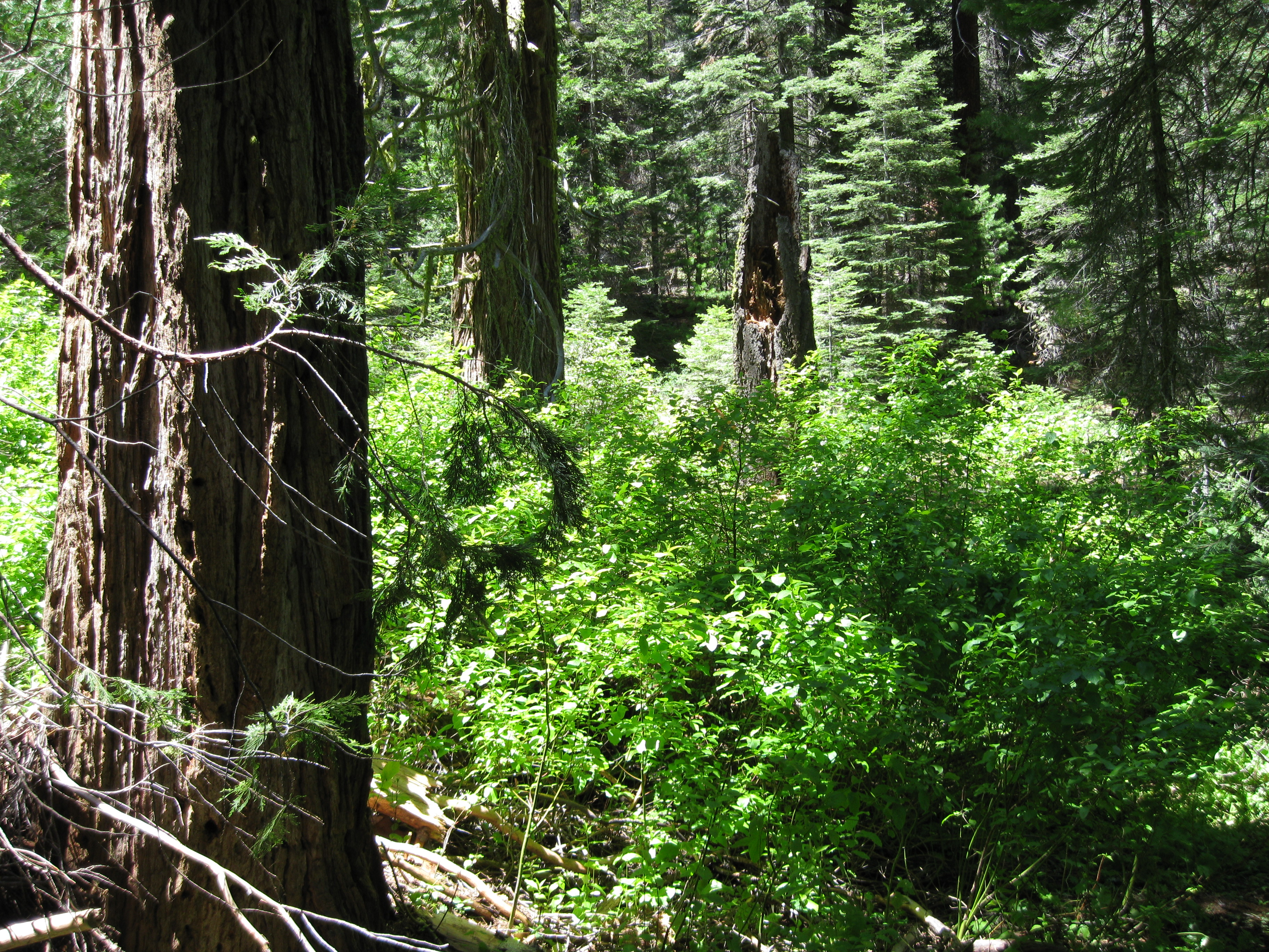 Handful of heavyweight trees per acre are forest champs | UW News
