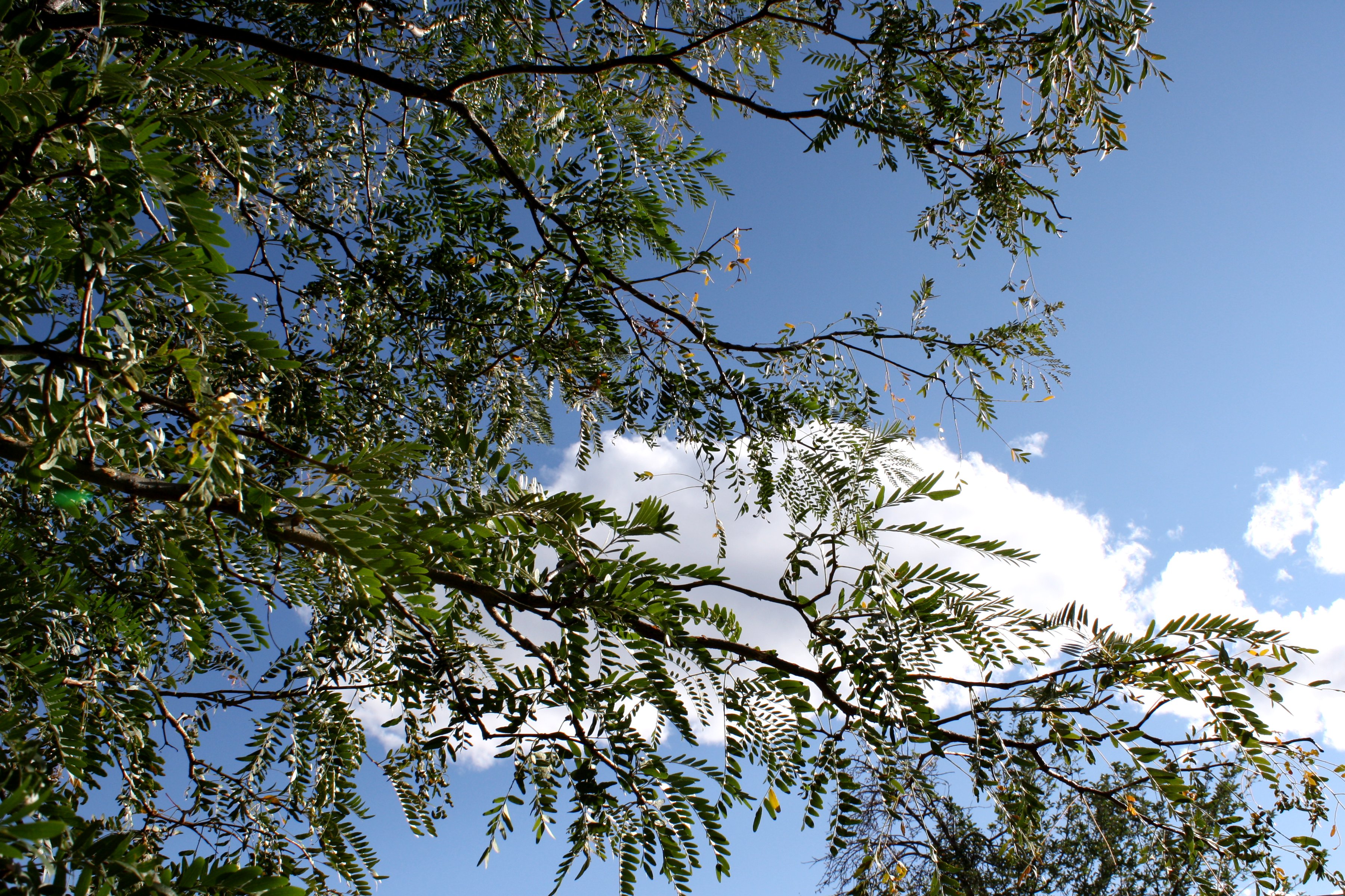 Blue Sky Seen Through Tree Leaves Picture | Free Photograph | Photos ...
