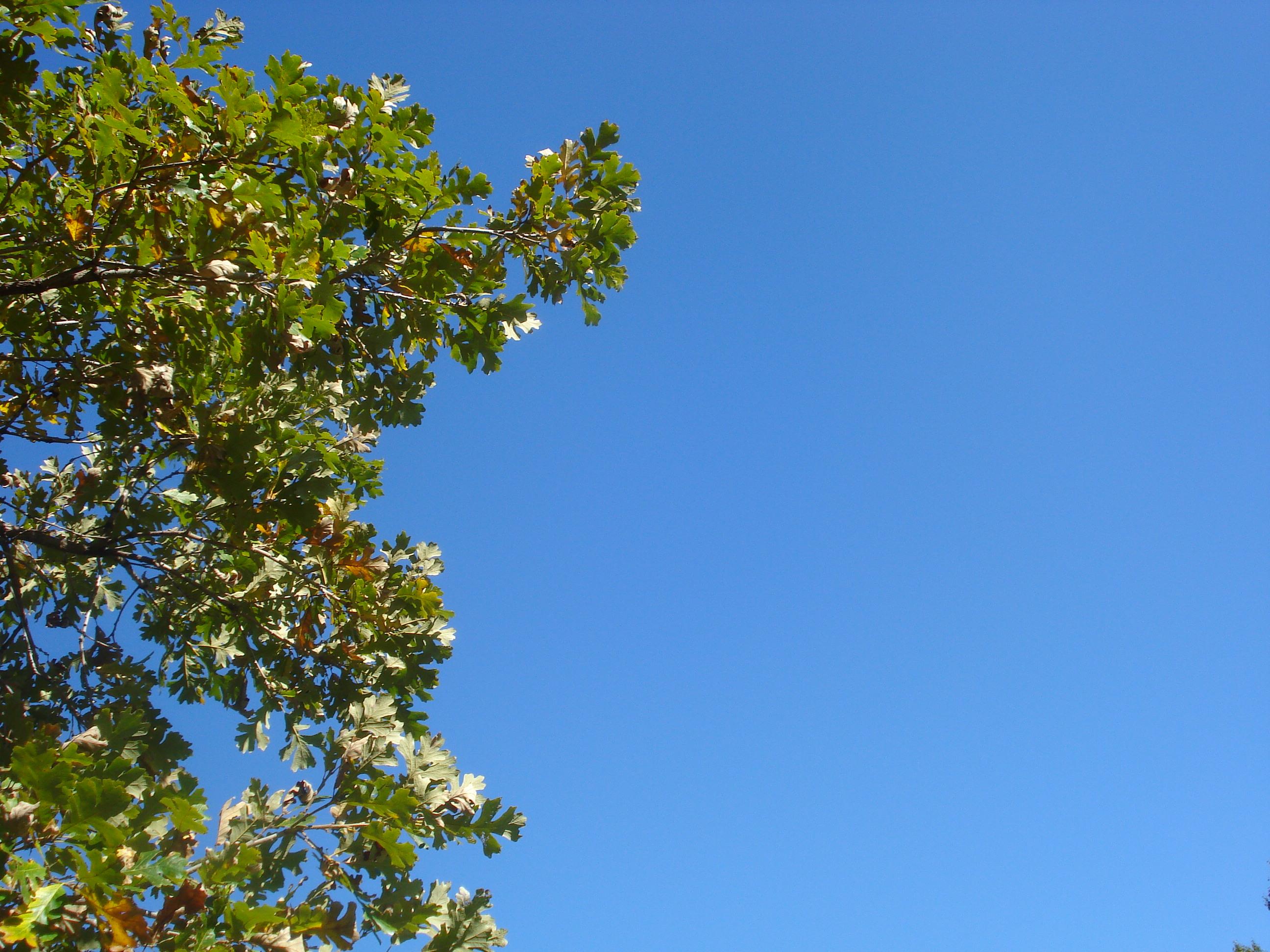 TREE AND SKY WALLPAPER - (#78171) - HD Wallpapers ...