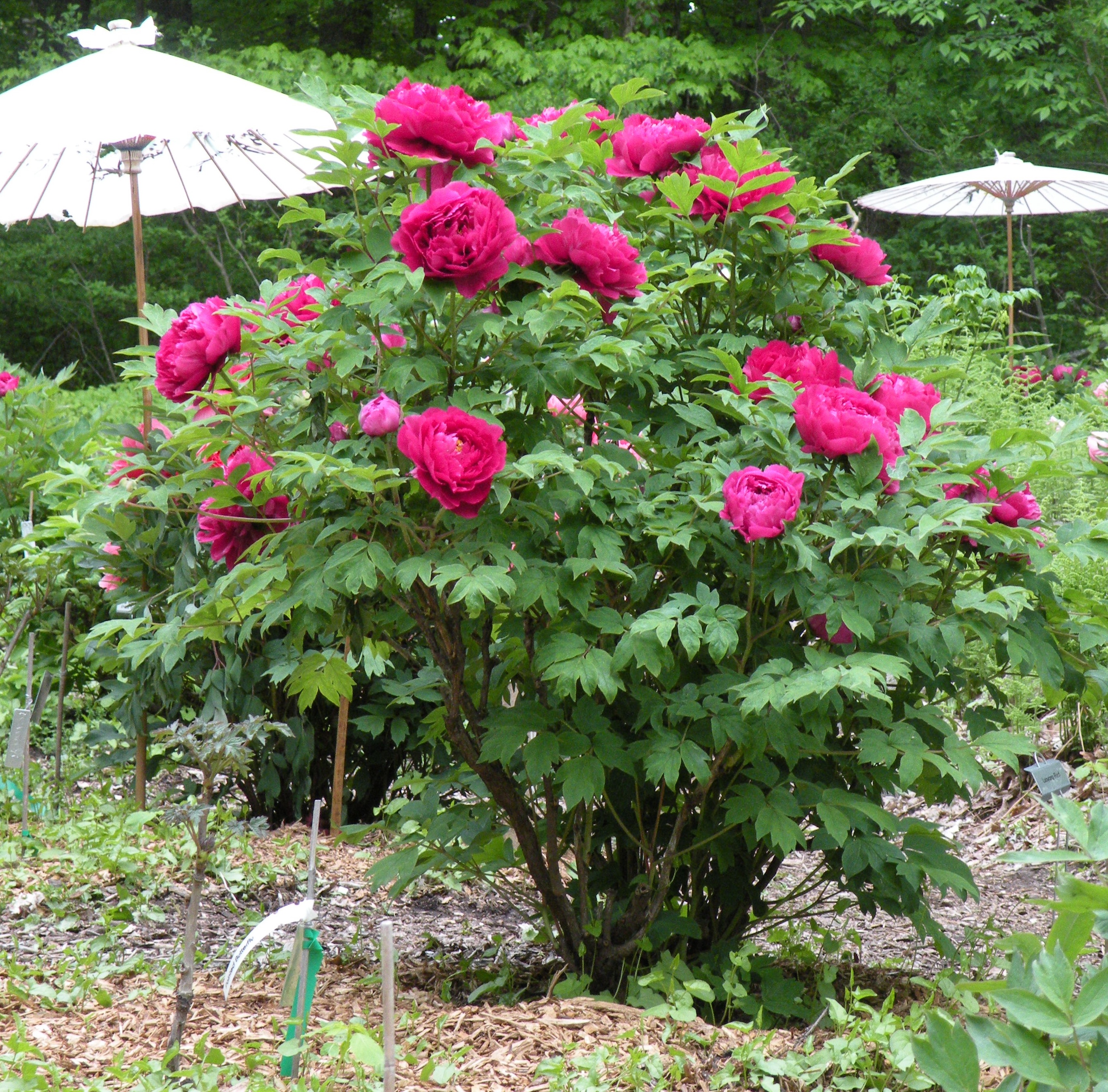 Peony Growth Habits: a peony for every place – Cricket Hill Garden