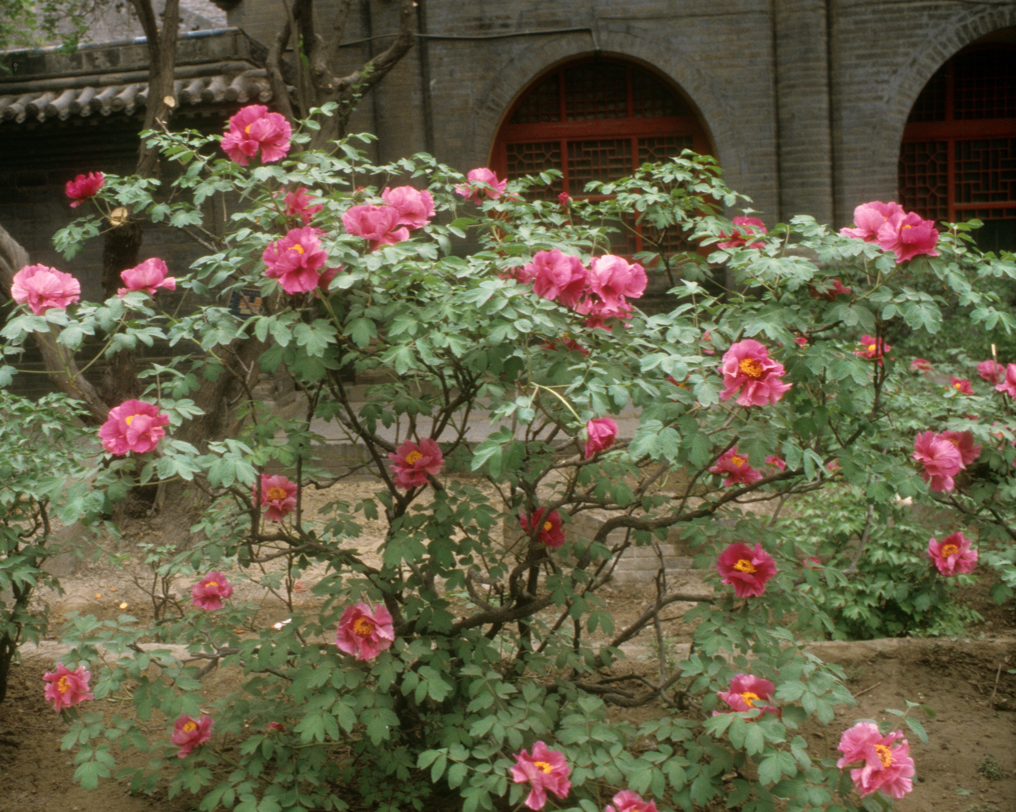 The 400 year old tree peonies of Taiyuan | crickethillgarden
