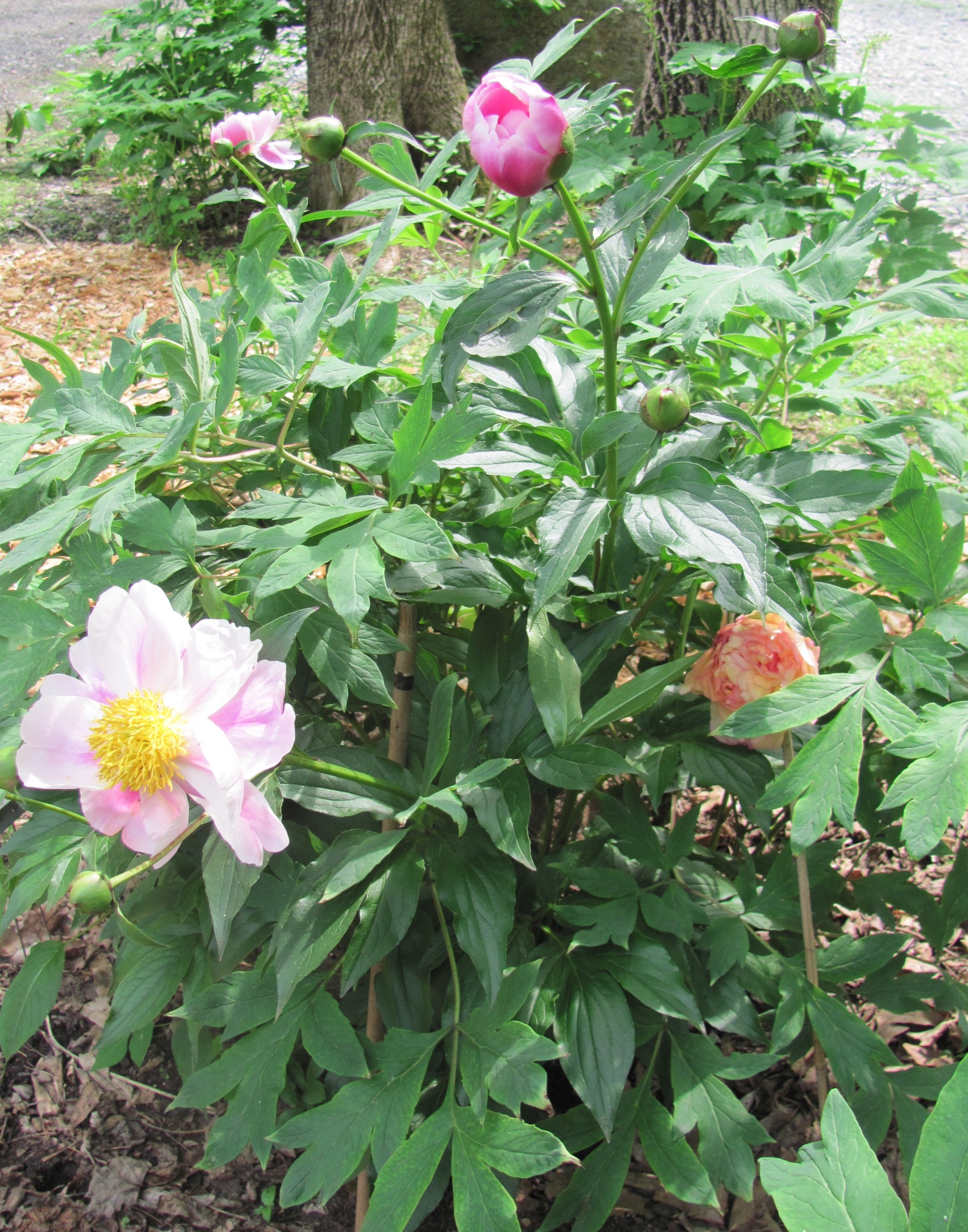 Herbaceous Understock Sprouted on Tree Peonies: ID and Removal ...