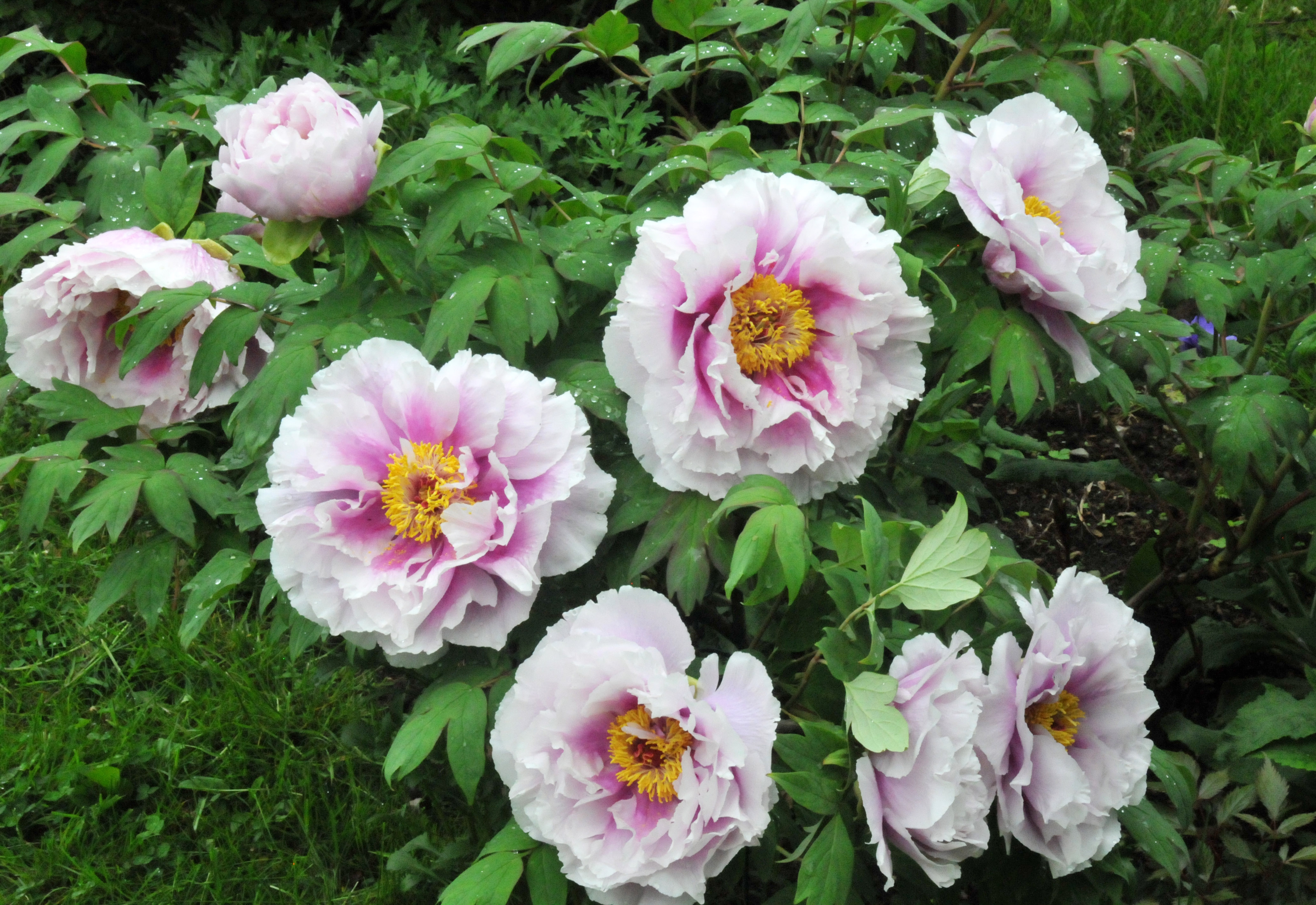 Tree Peony – Petals and Wings