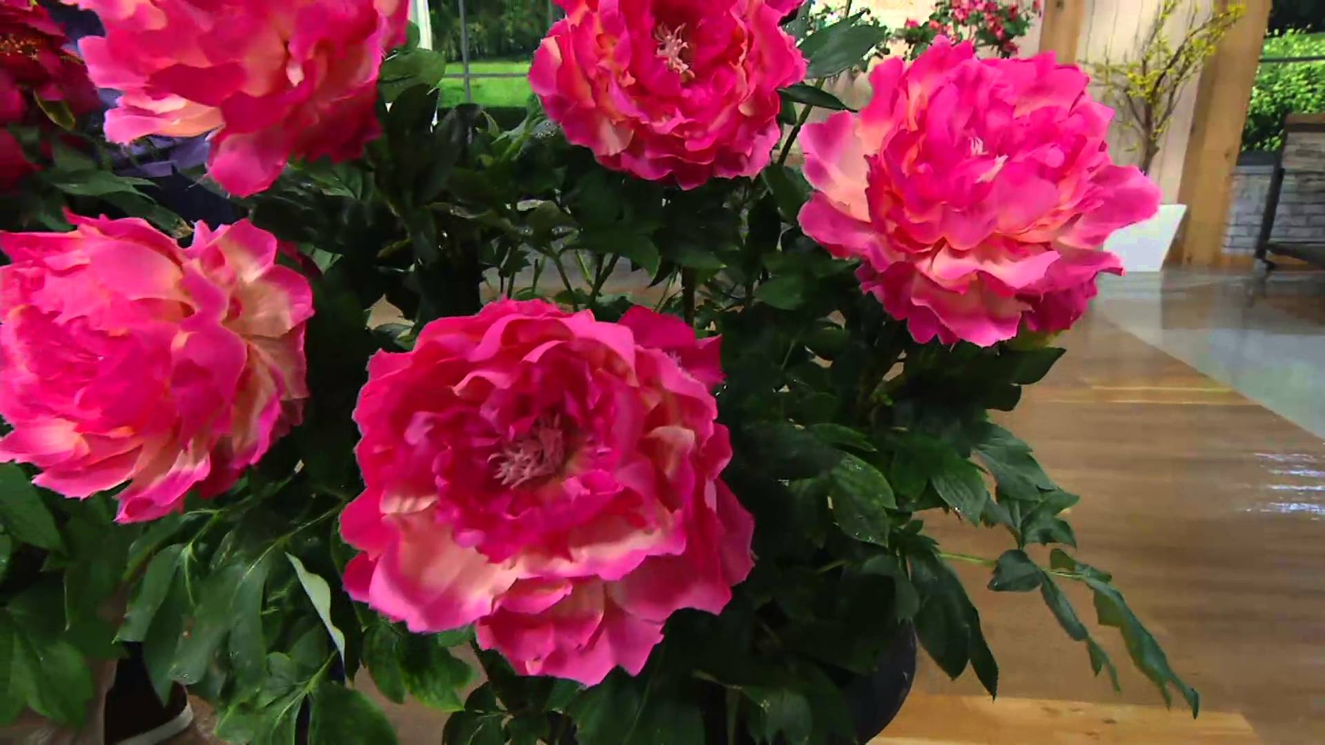 Roberta's 1-pc. Long Lived Ancient Chinese Tree Peony on QVC - YouTube