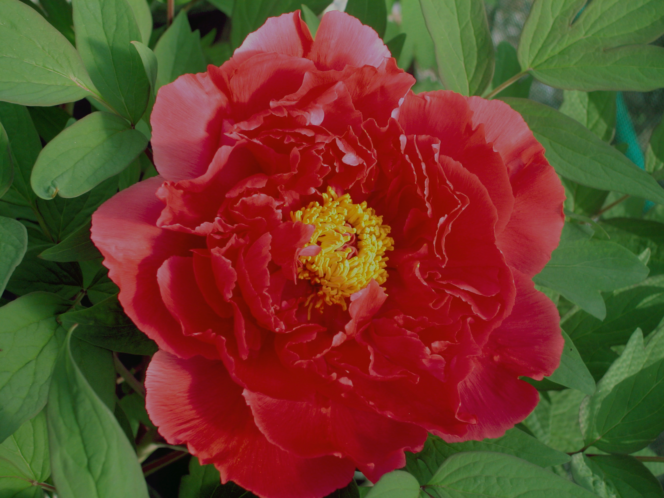 A Brief Introduction to Japanese Tree Peonies | crickethillgarden
