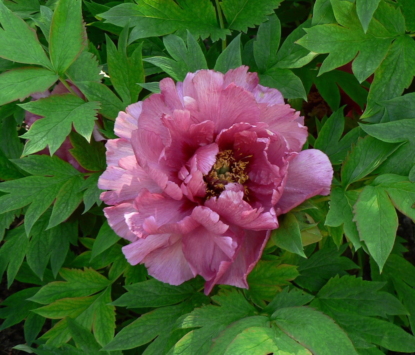 Visit My Garden: Japanese Tree Peonies at Olbrich