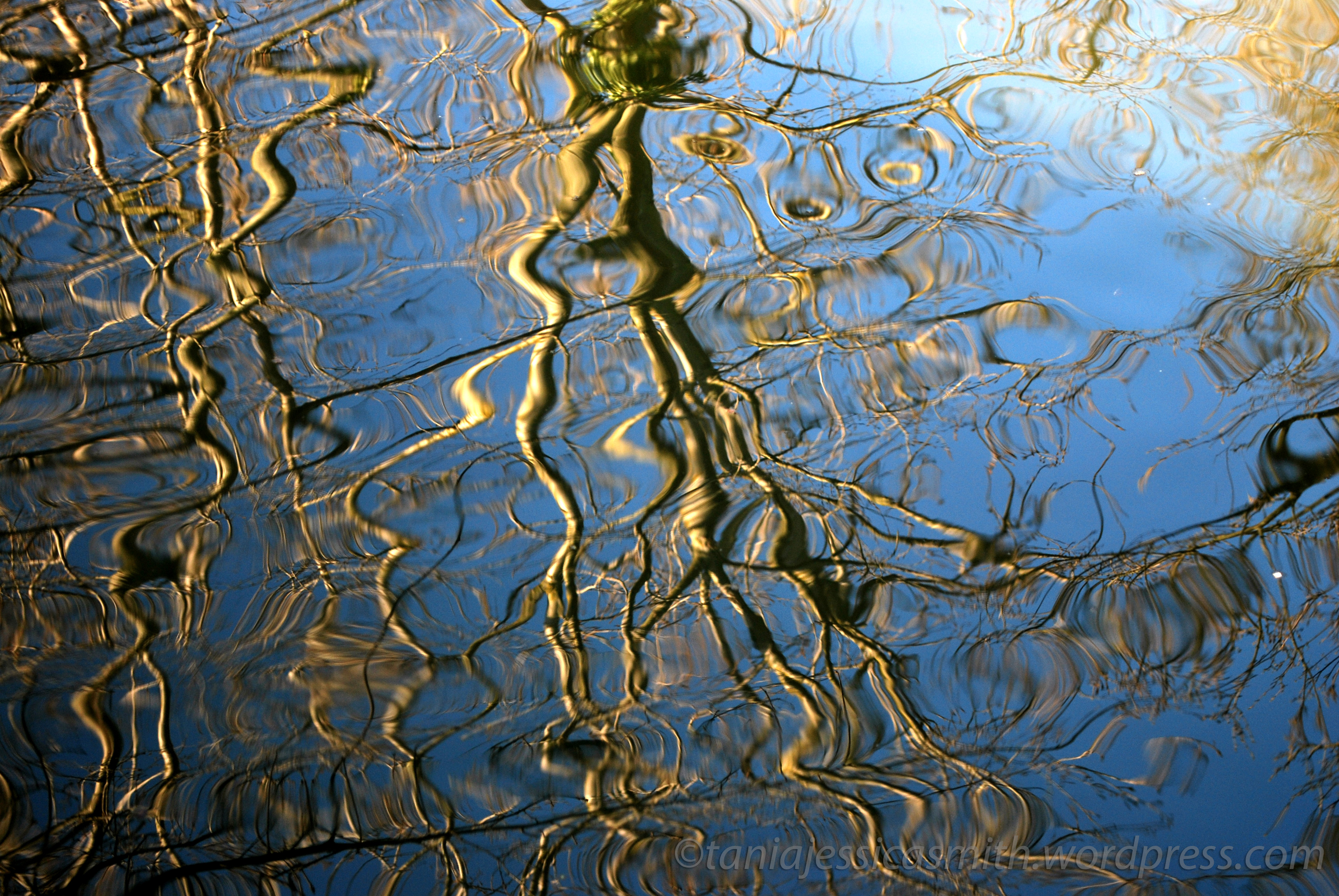 Tree reflection photo