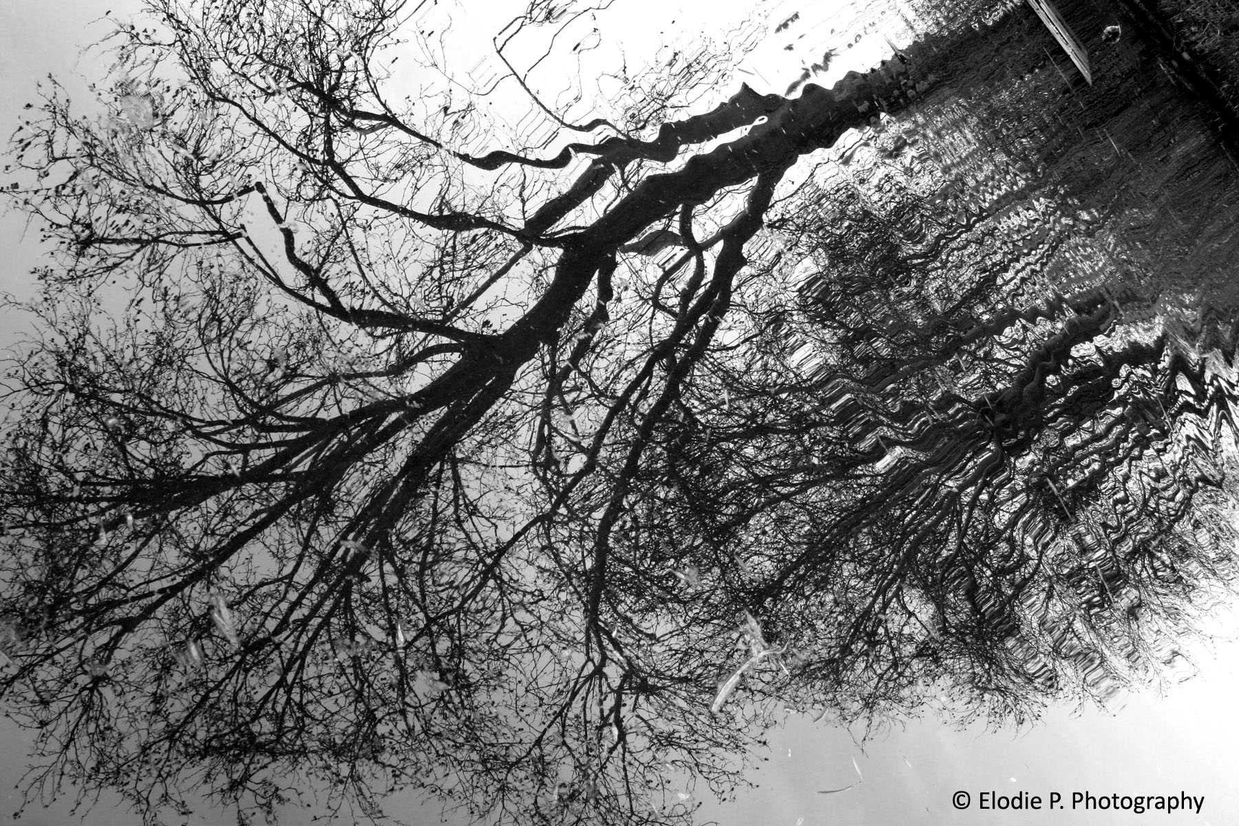 tree reflection / réflection d'un arbre | Elodie P. Photography