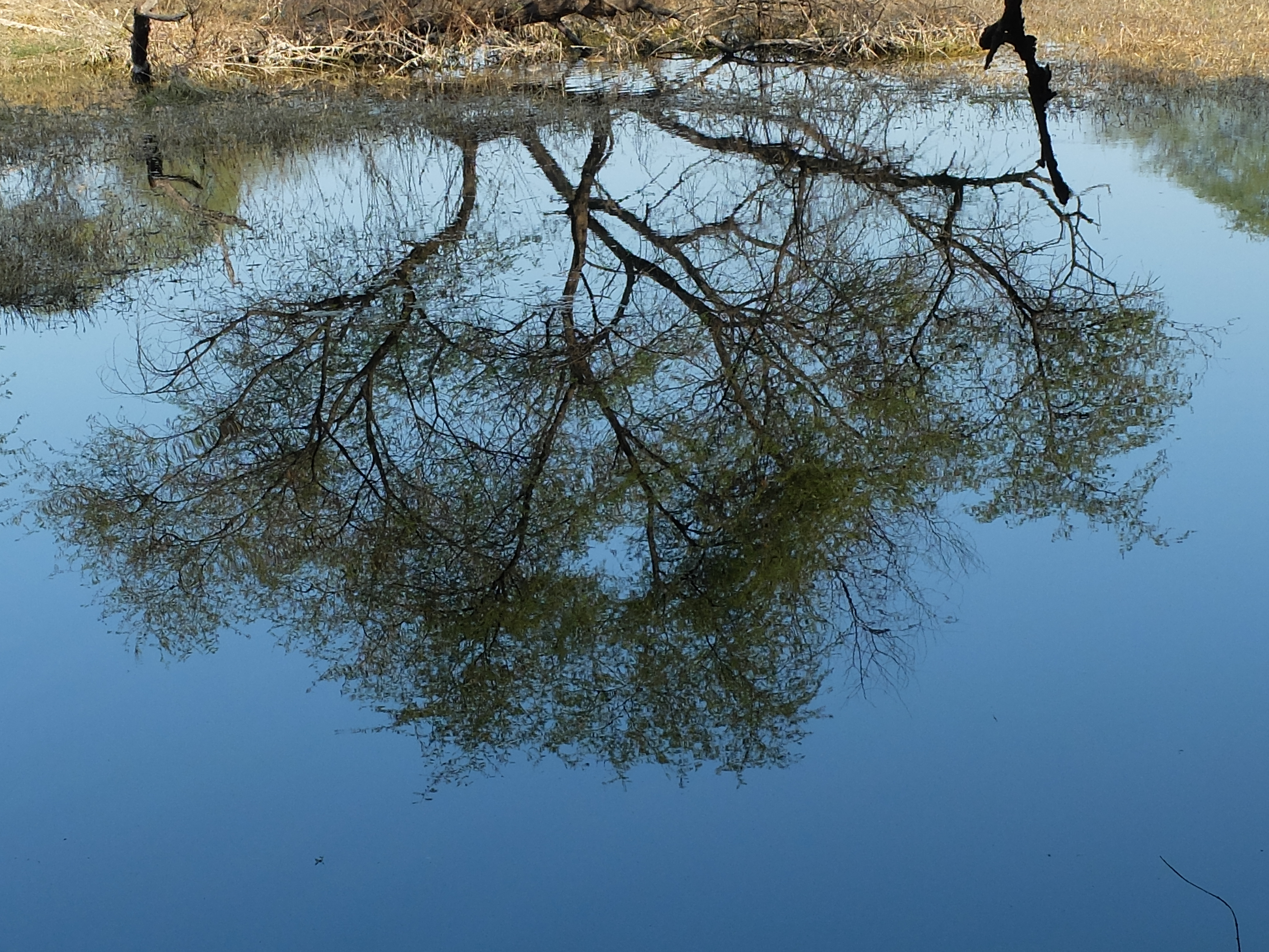 File:Reflection of tree in water.jpg - Wikimedia Commons