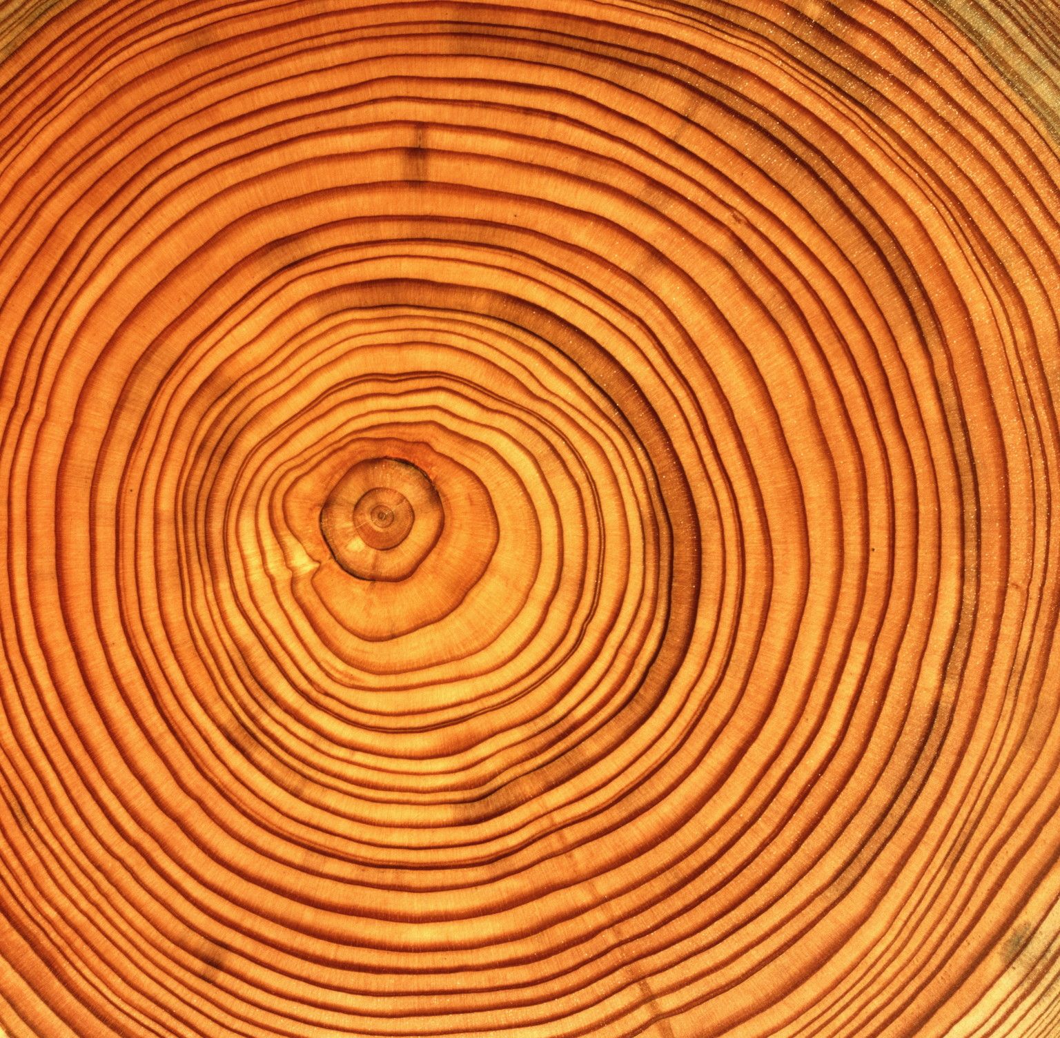 Tree trunk, cross section showing annual growth rings, full frame ...