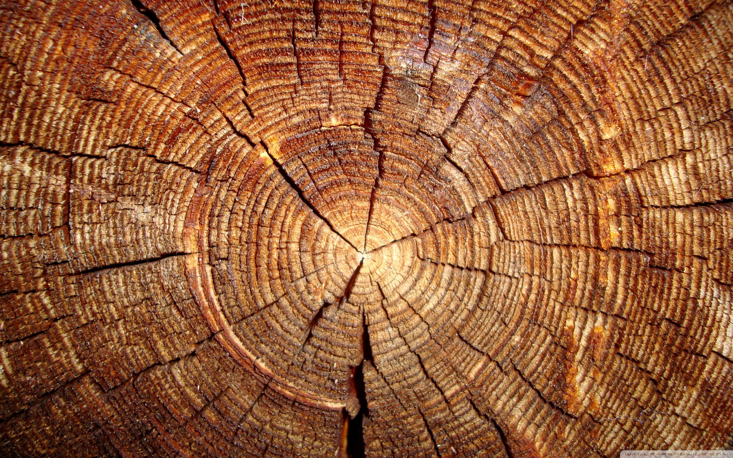 Tree Rings ❤ 4K HD Desktop Wallpaper for 4K Ultra HD TV • Tablet ...