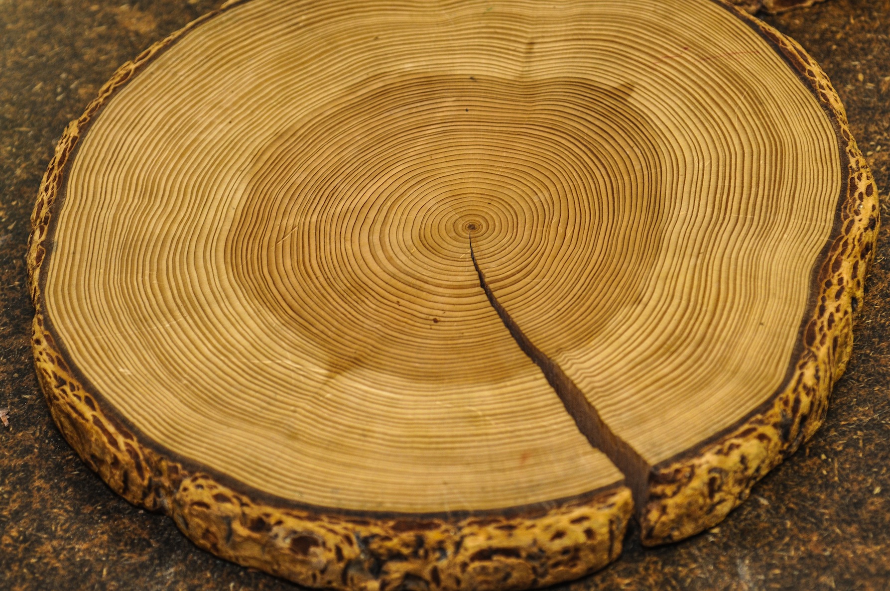 Making tree rings in fabric – surface design tutorial | Bunka Gakuen ...