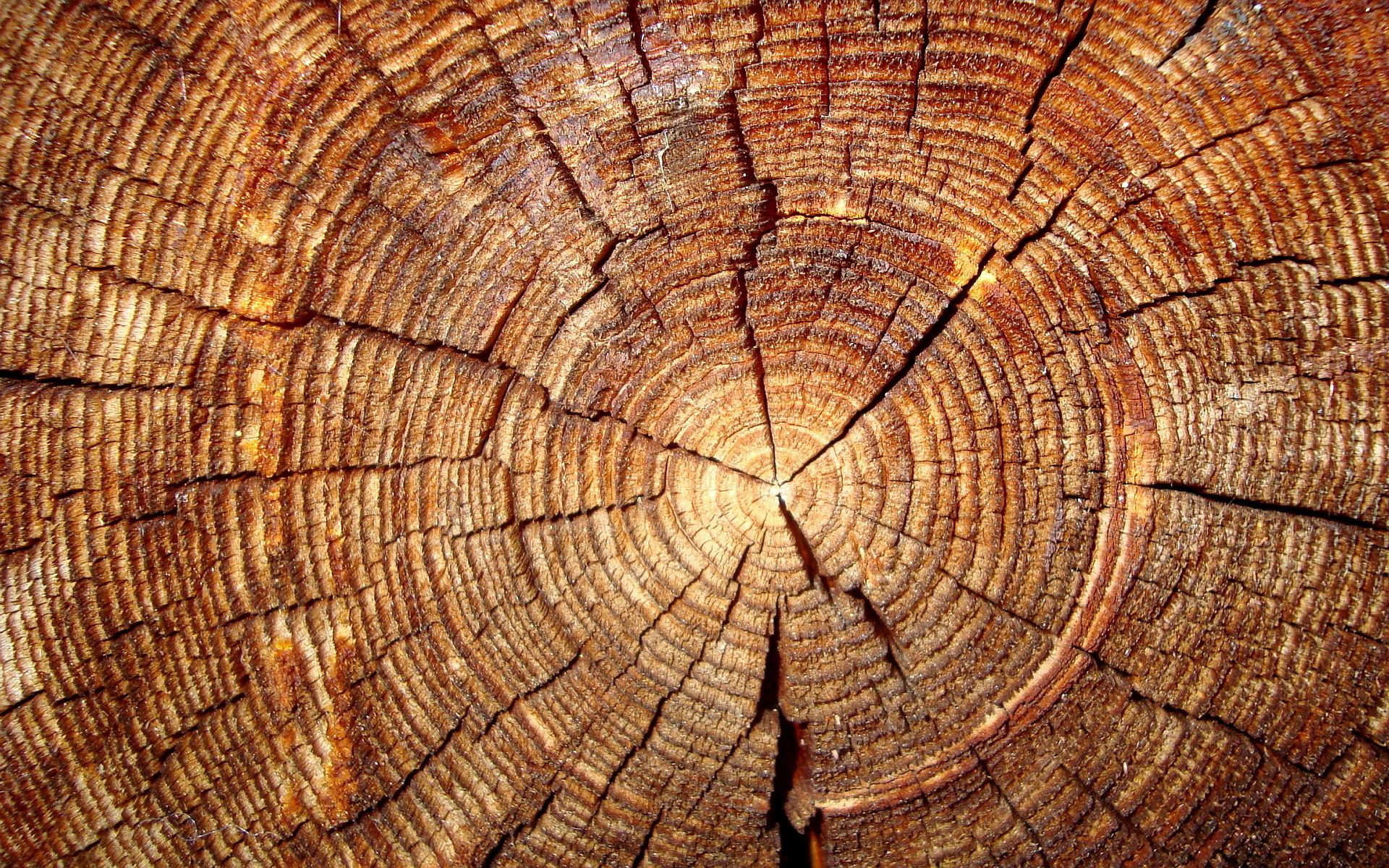 tree annual rings | HD Wallpapers | Pinterest | Air bnb, Tree forest ...